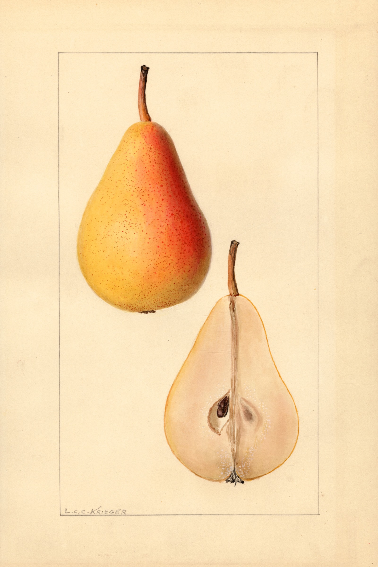 Michigan U.S. 550 Pear