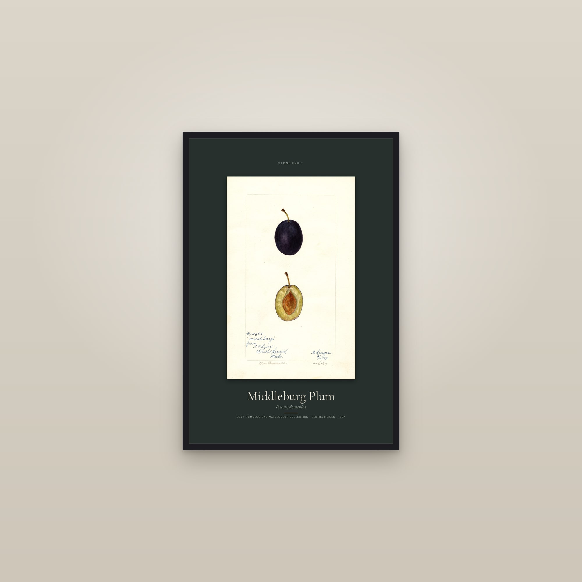 Middleburg Plum — Specimen — framed in a gallery setting