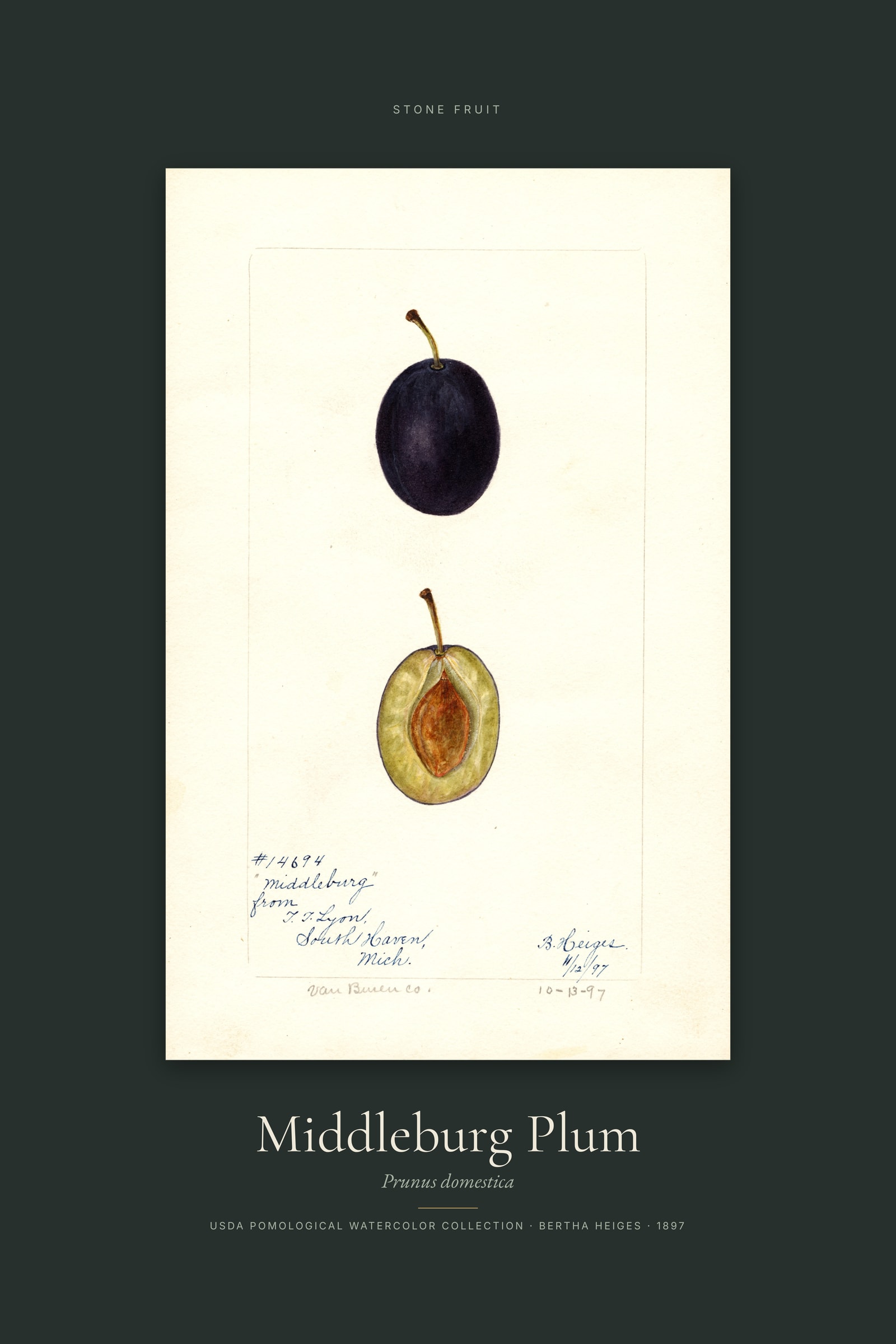 Middleburg Plum — Specimen