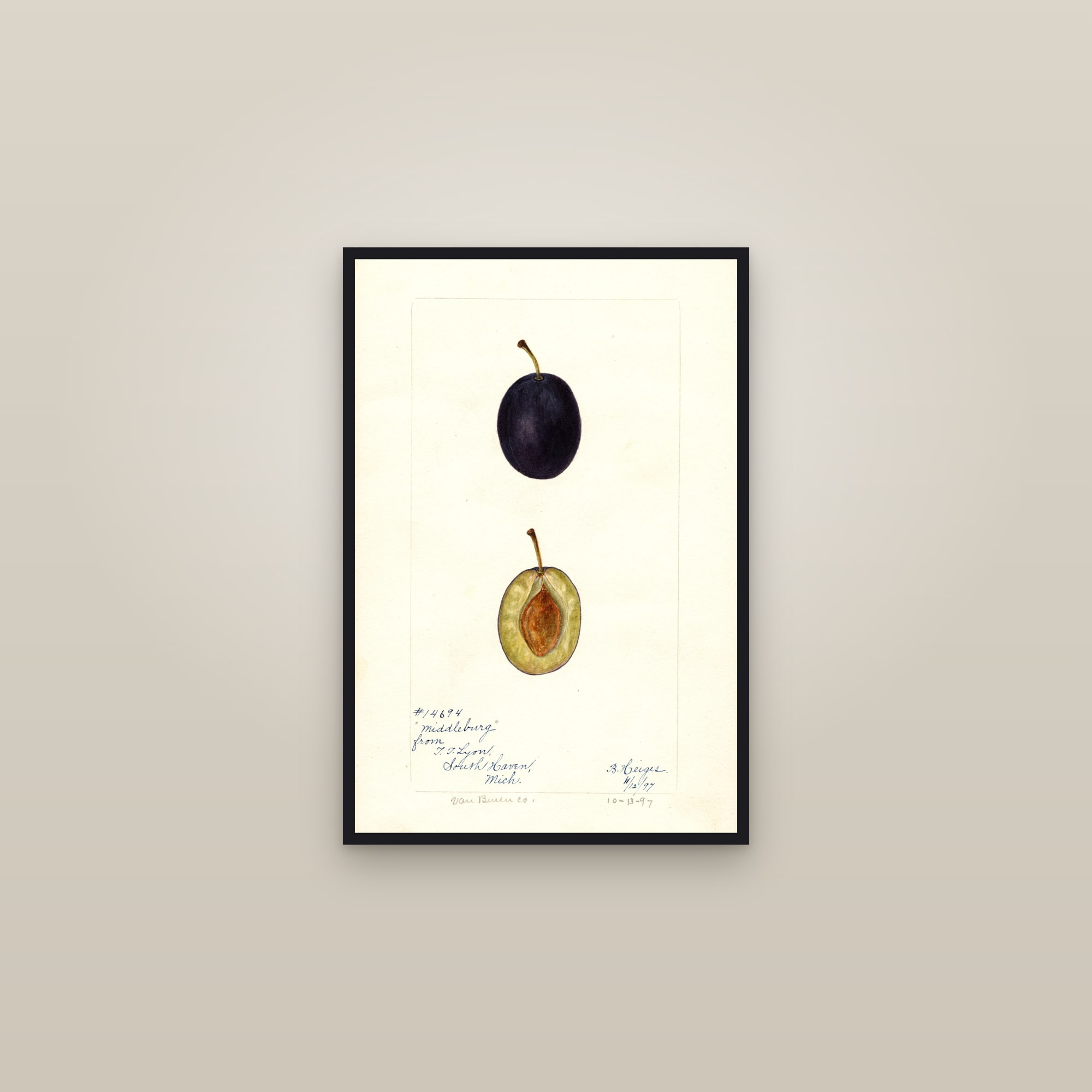 Middleburg Plum — framed in a gallery setting