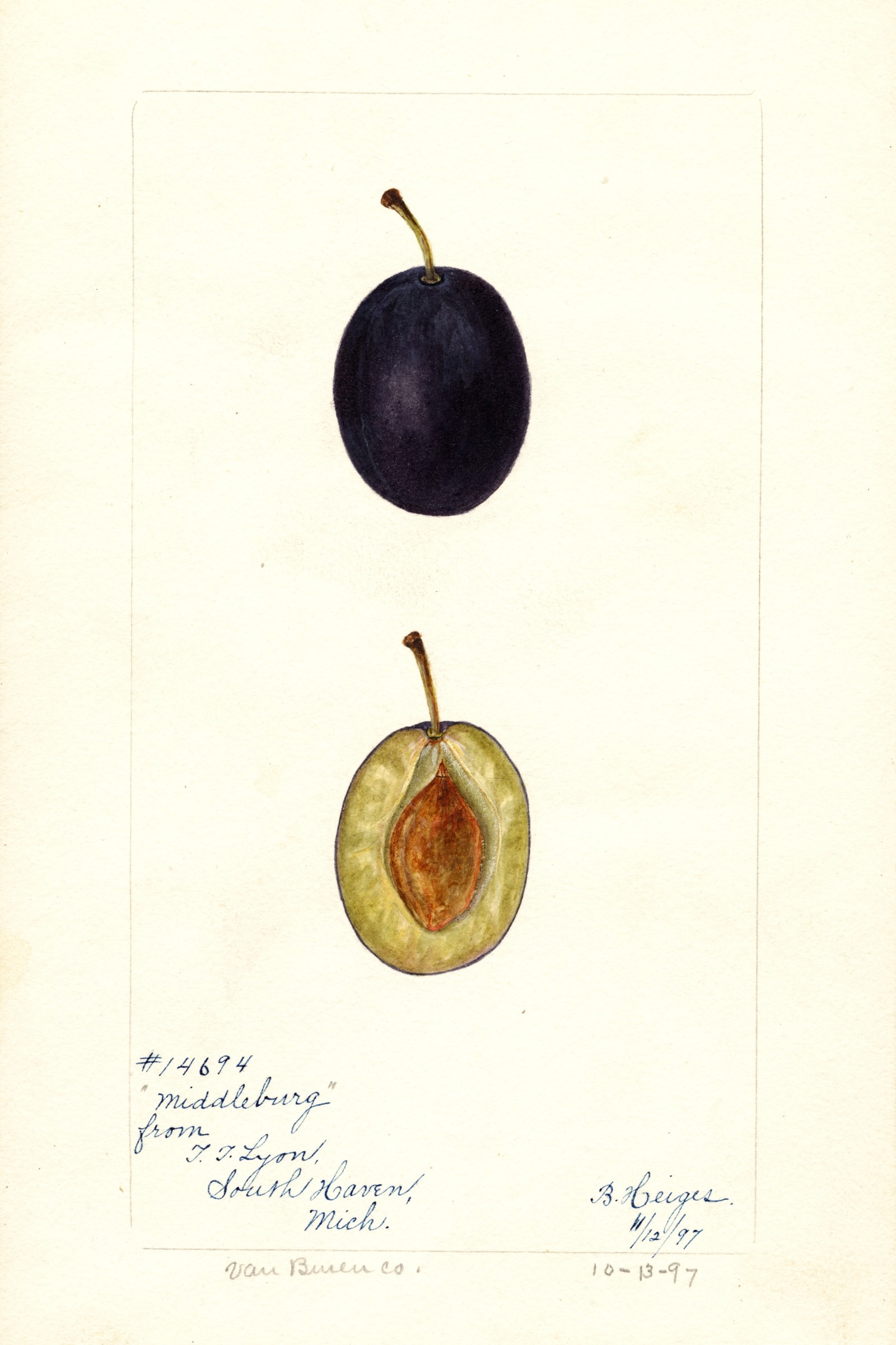 Middleburg Plum