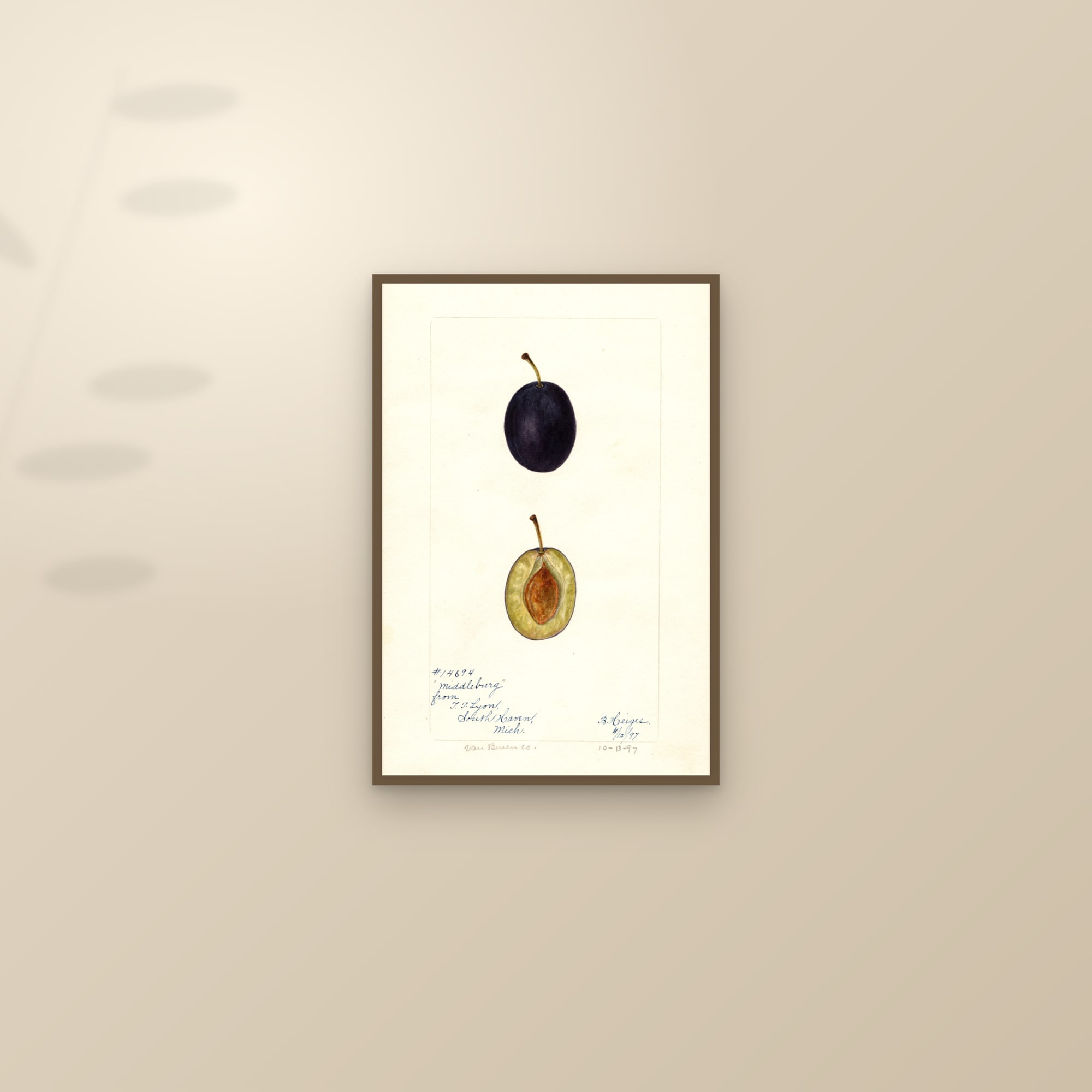 Middleburg Plum — framed and styled on a sunlit wall