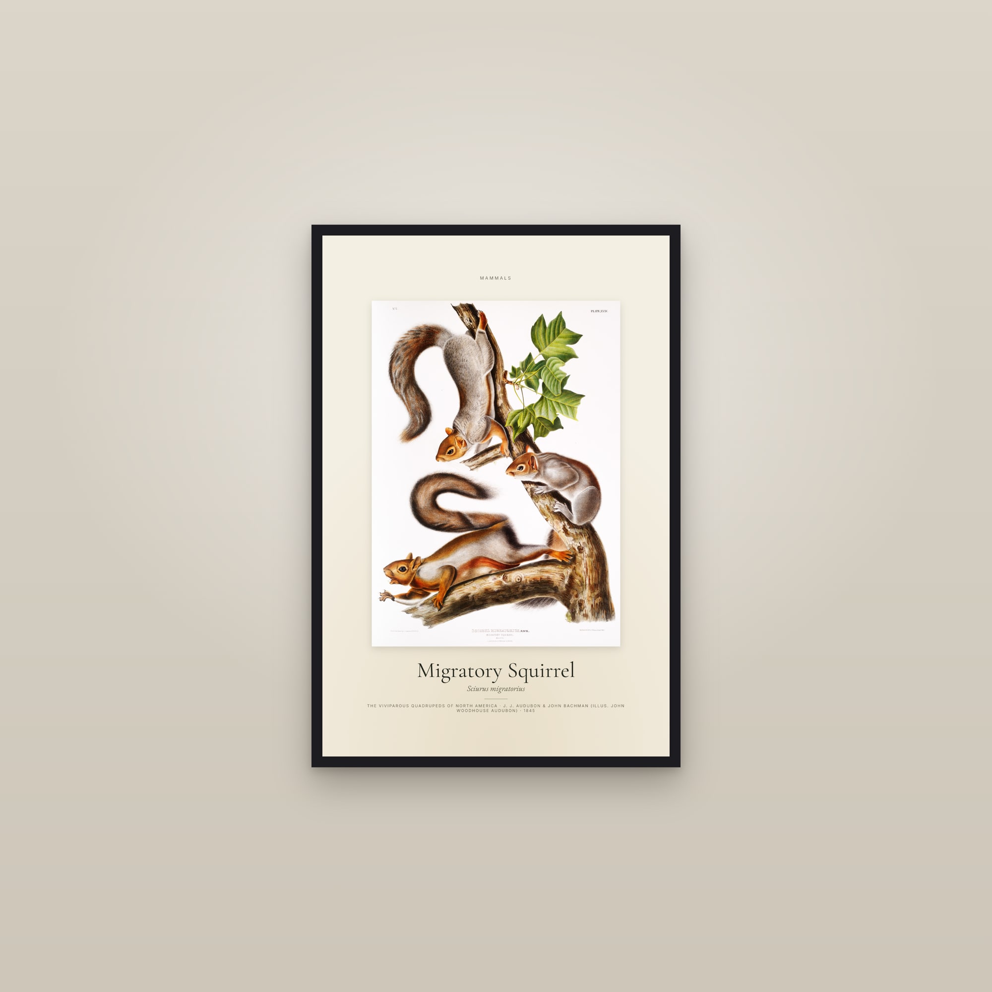 Migratory Squirrel — Specimen — framed in a gallery setting