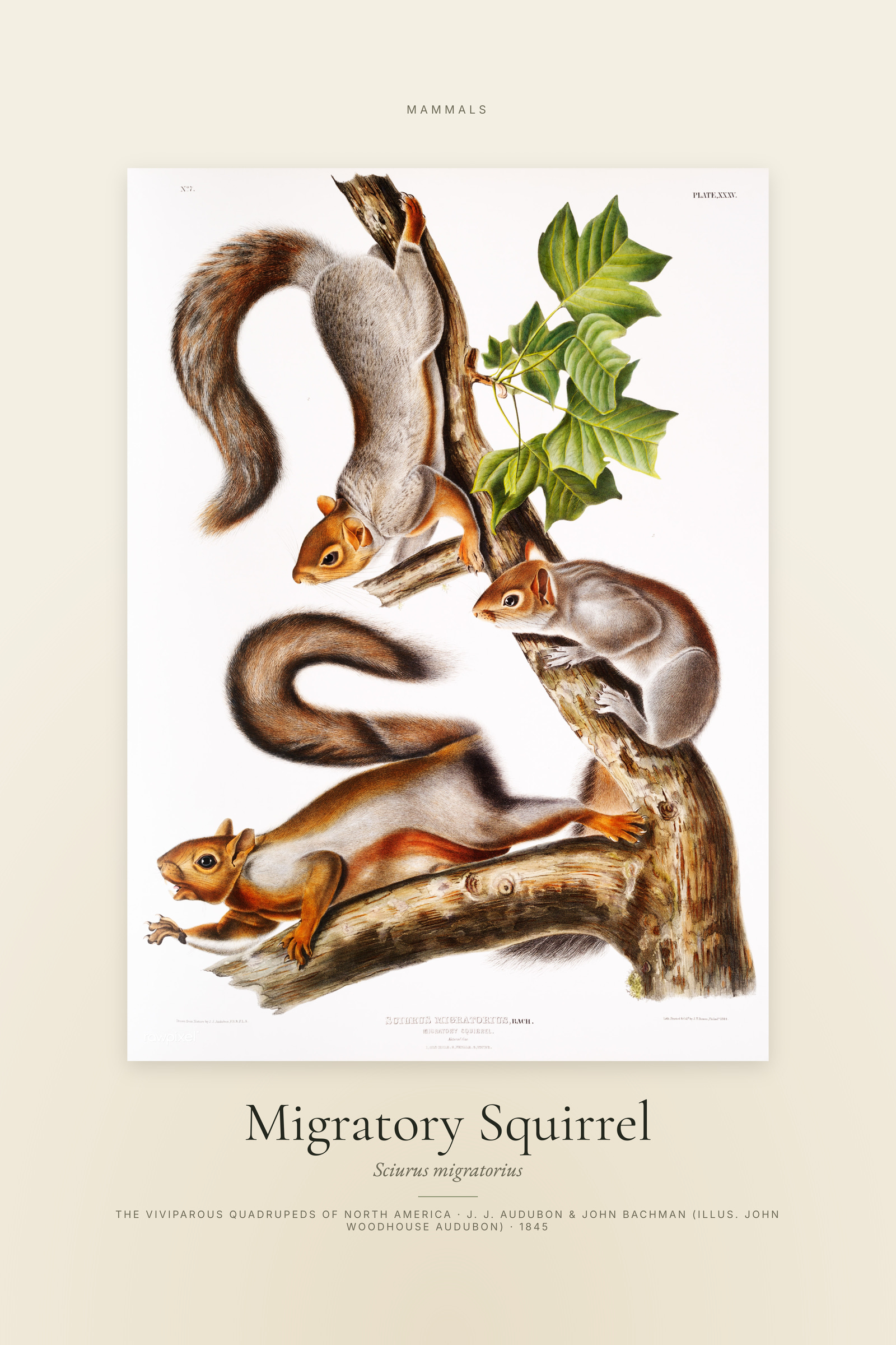 Migratory Squirrel — Specimen