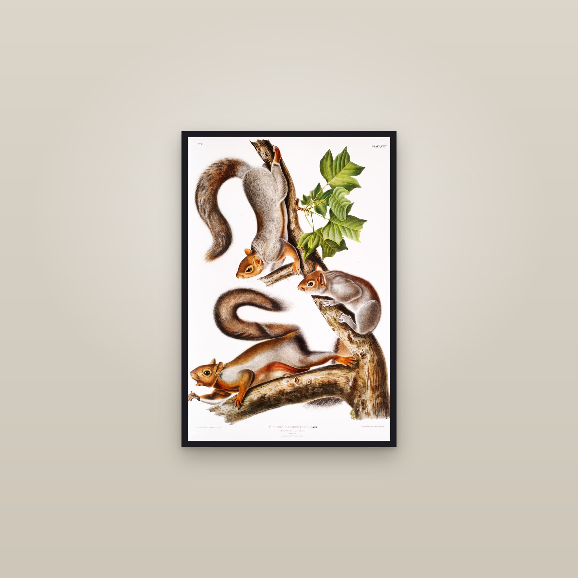 Migratory Squirrel — framed in a gallery setting