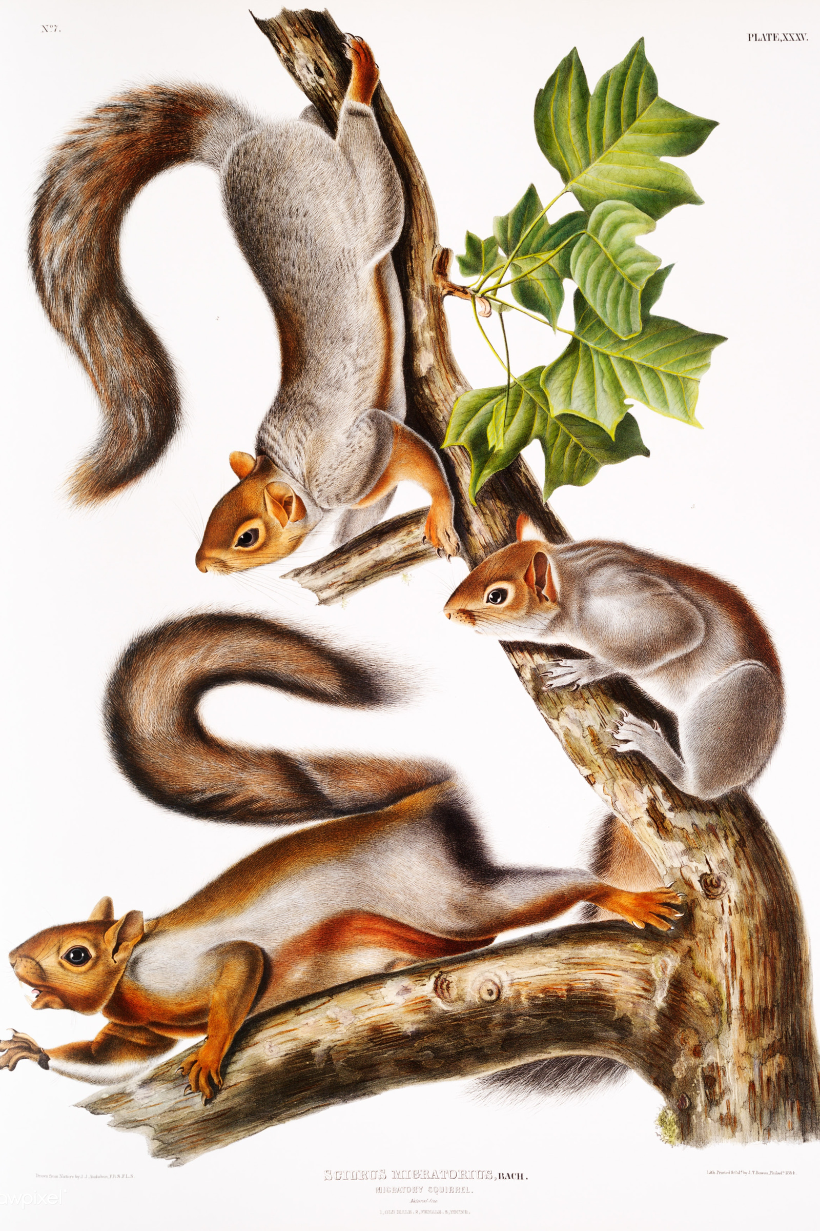 Migratory Squirrel
