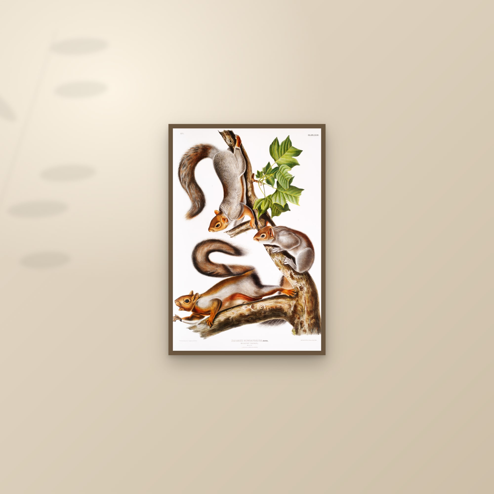 Migratory Squirrel — framed and styled on a sunlit wall