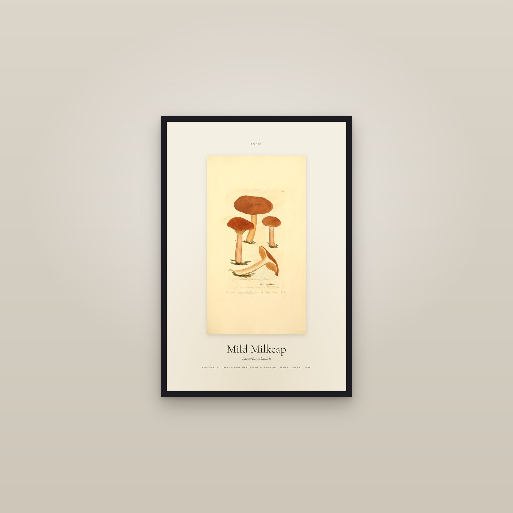 Mild Milkcap — Specimen — framed in a gallery setting