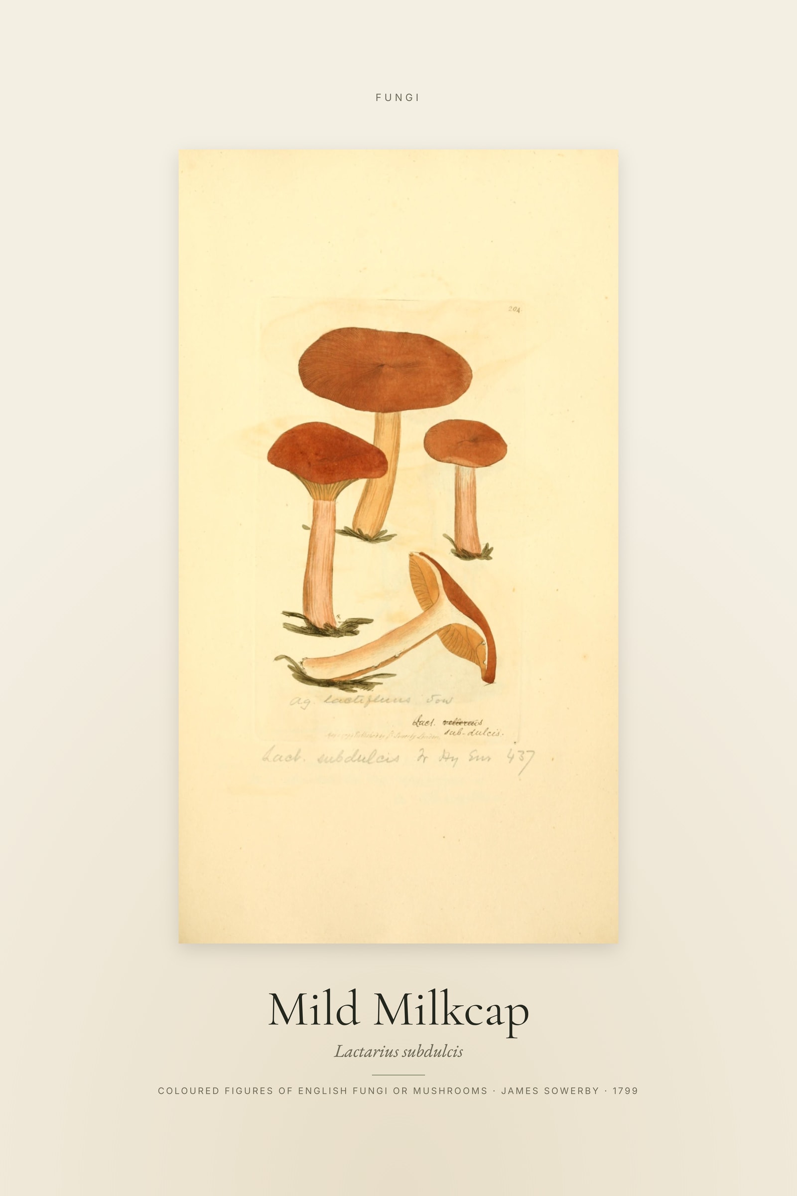 Mild Milkcap — Specimen