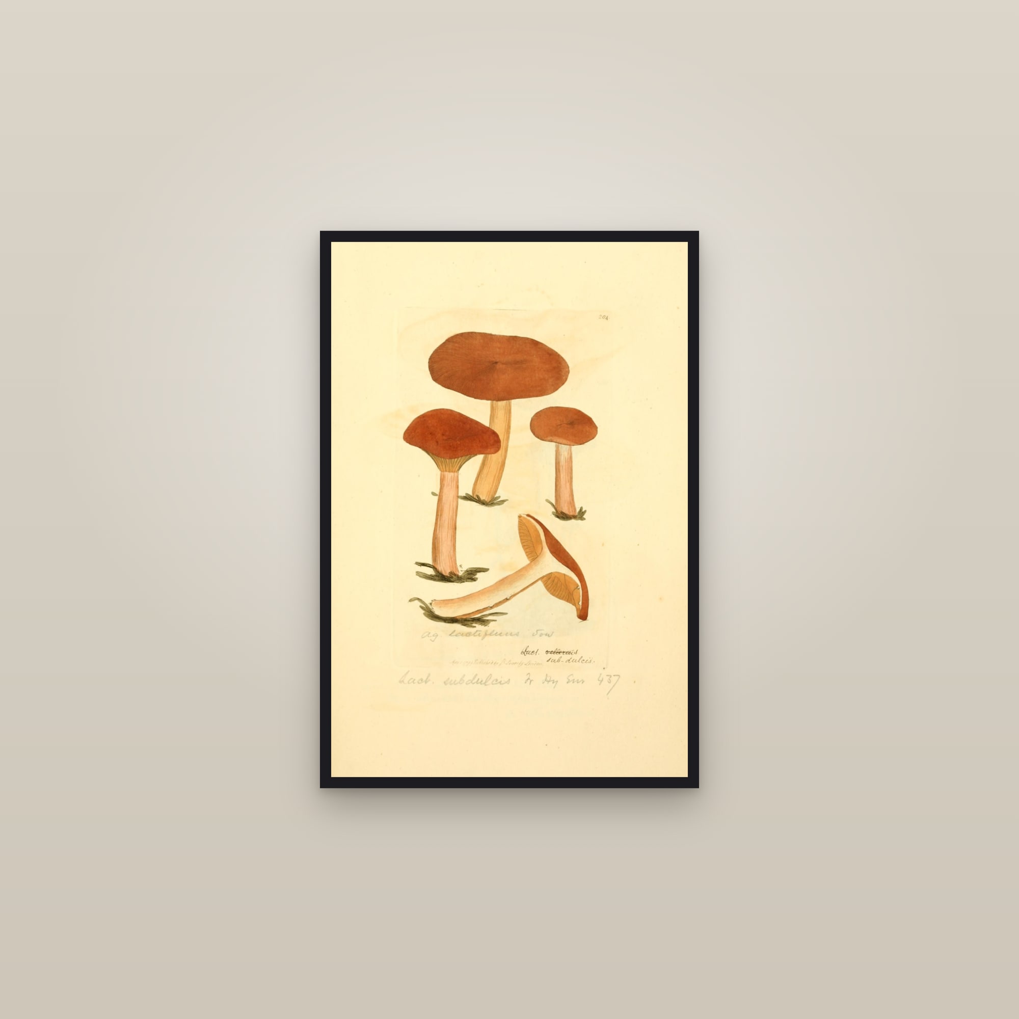 Mild Milkcap — framed in a gallery setting
