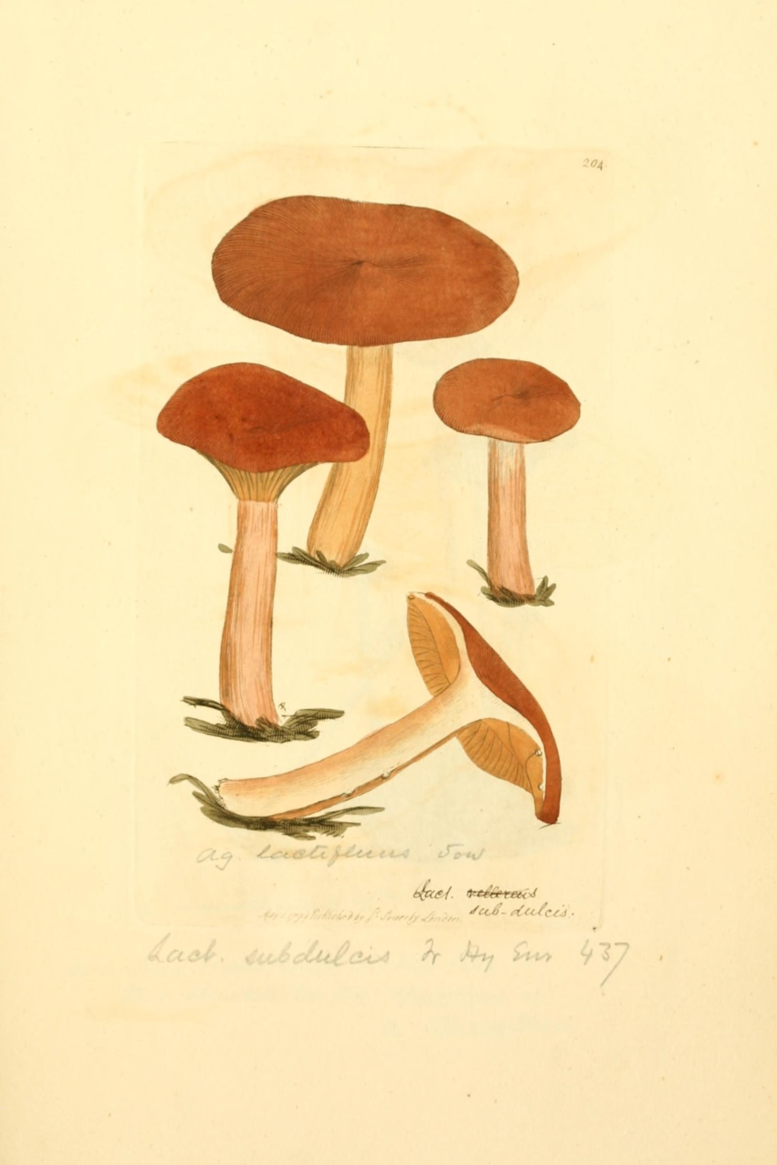 Mild Milkcap