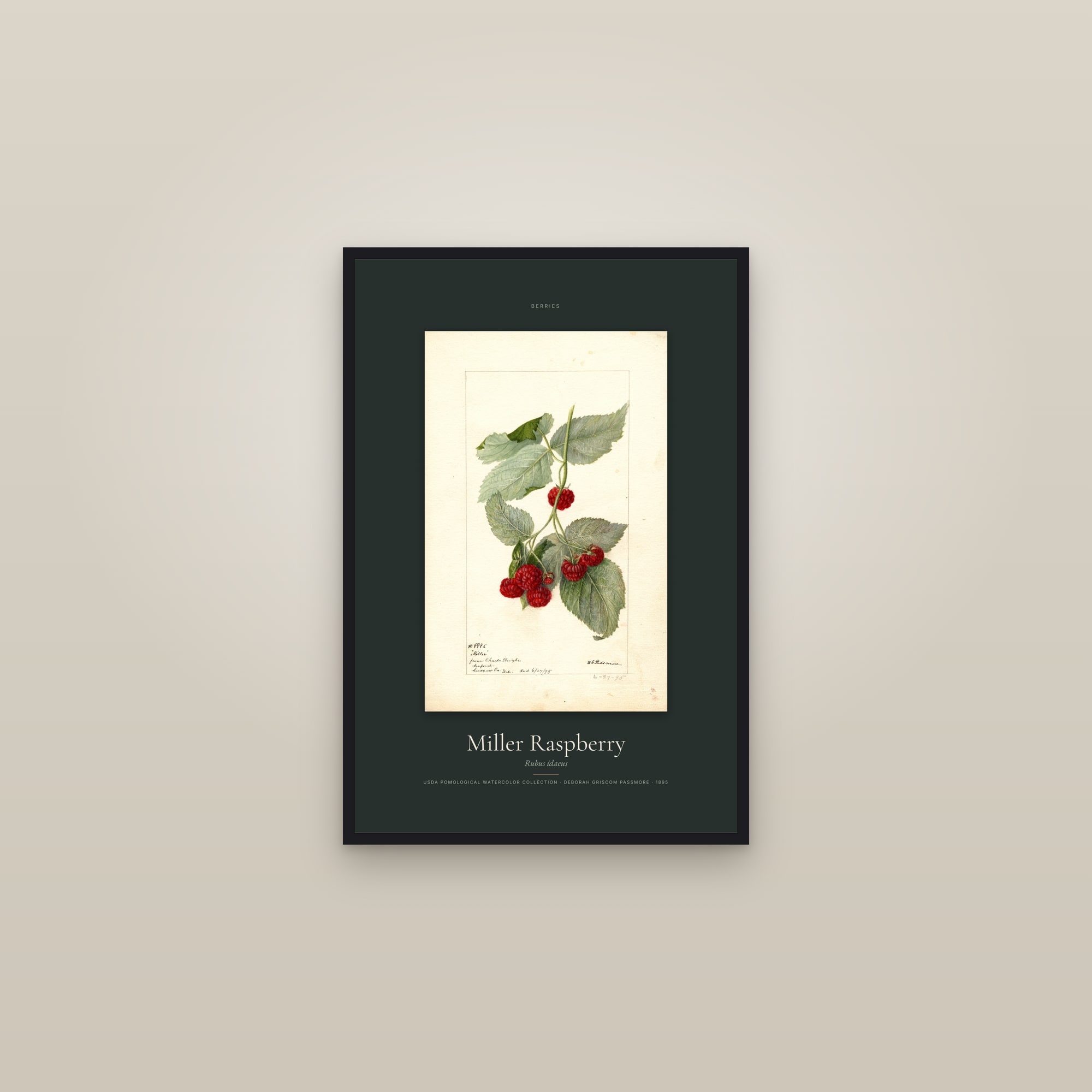Miller Raspberry — Specimen — framed in a gallery setting