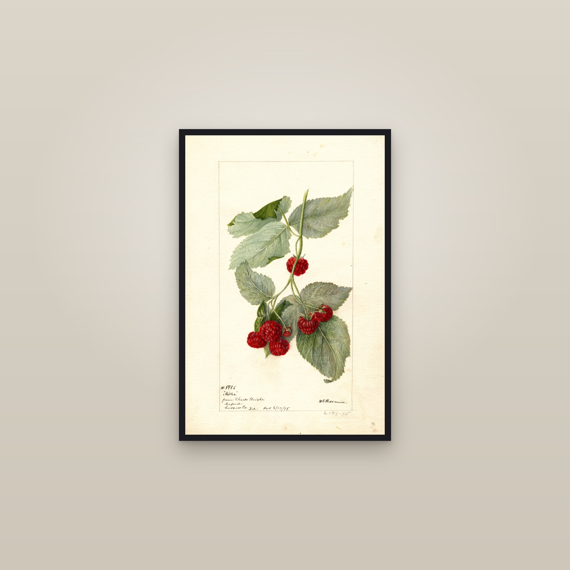Miller Raspberry — framed in a gallery setting