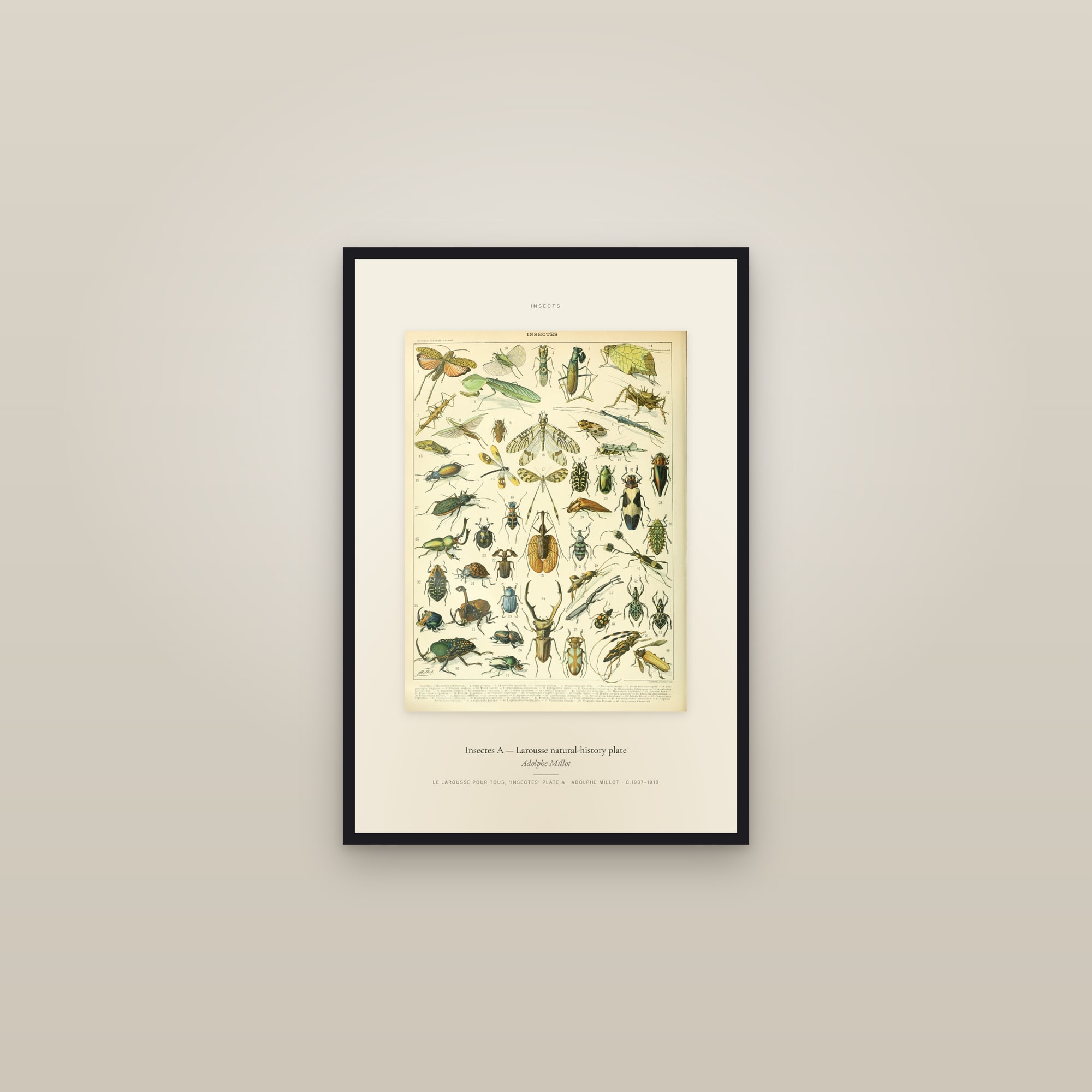 Insectes A — Larousse natural-history plate — Specimen — framed in a gallery setting