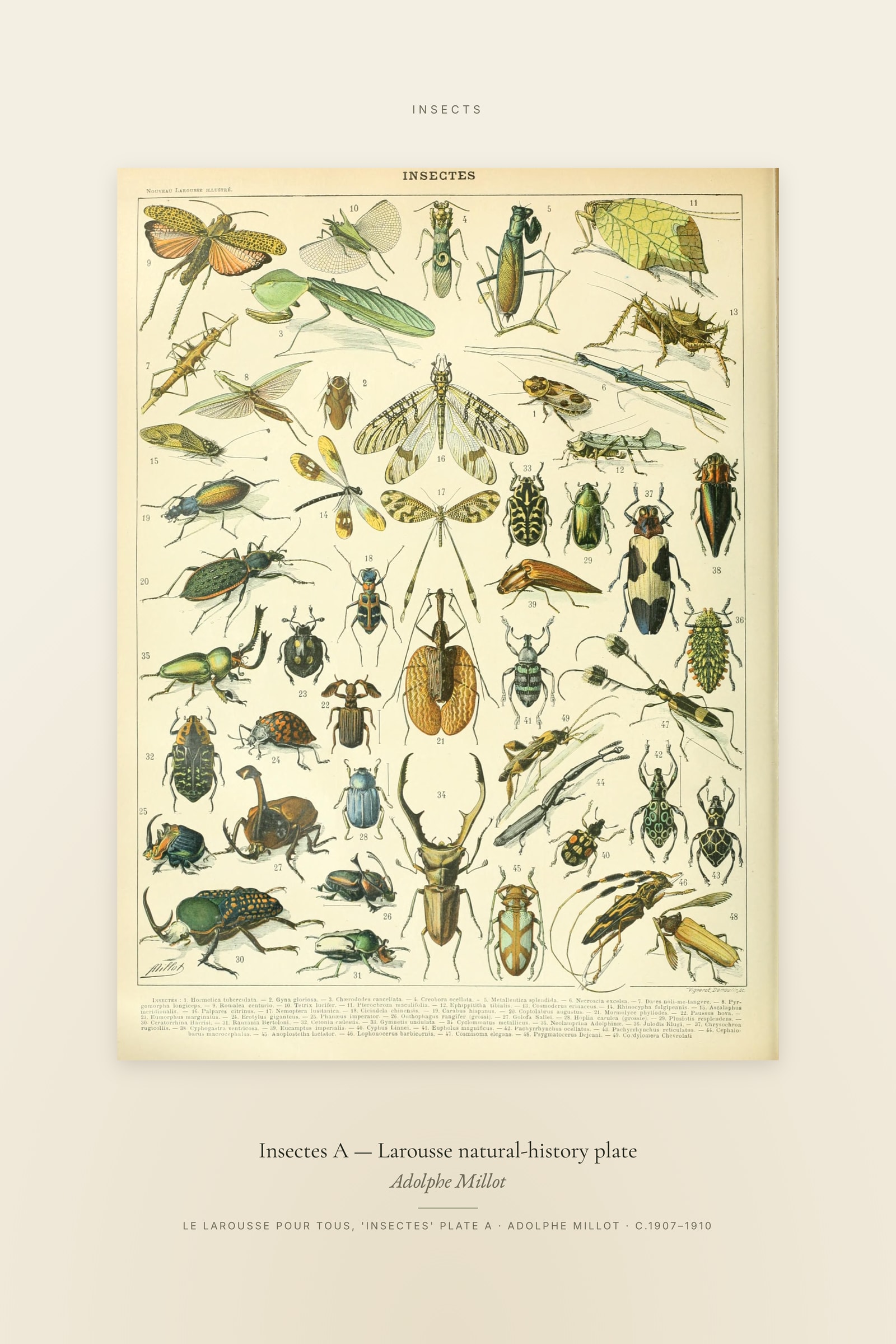 Insectes A — Larousse natural-history plate — Specimen