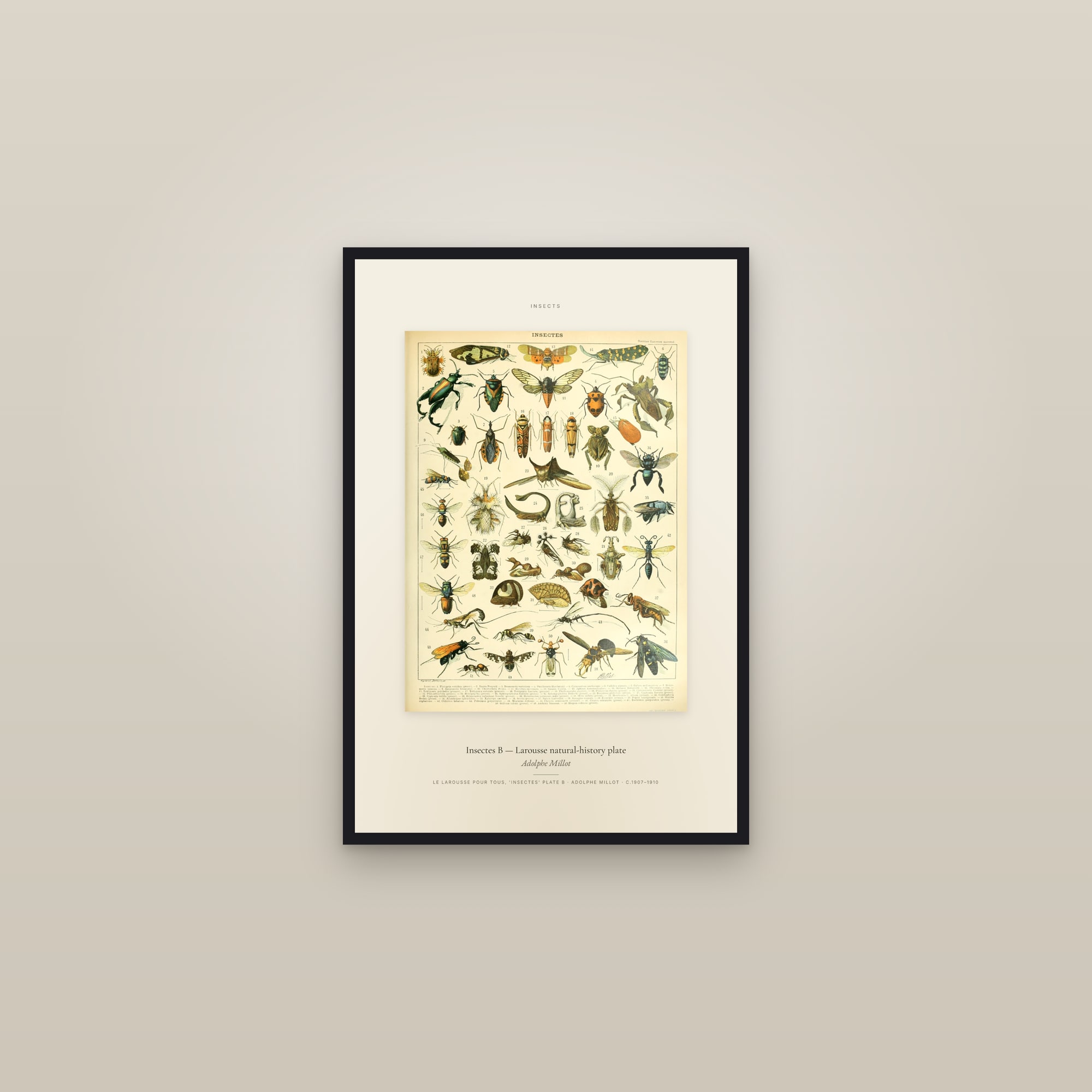 Insectes B — Larousse natural-history plate — Specimen — framed in a gallery setting