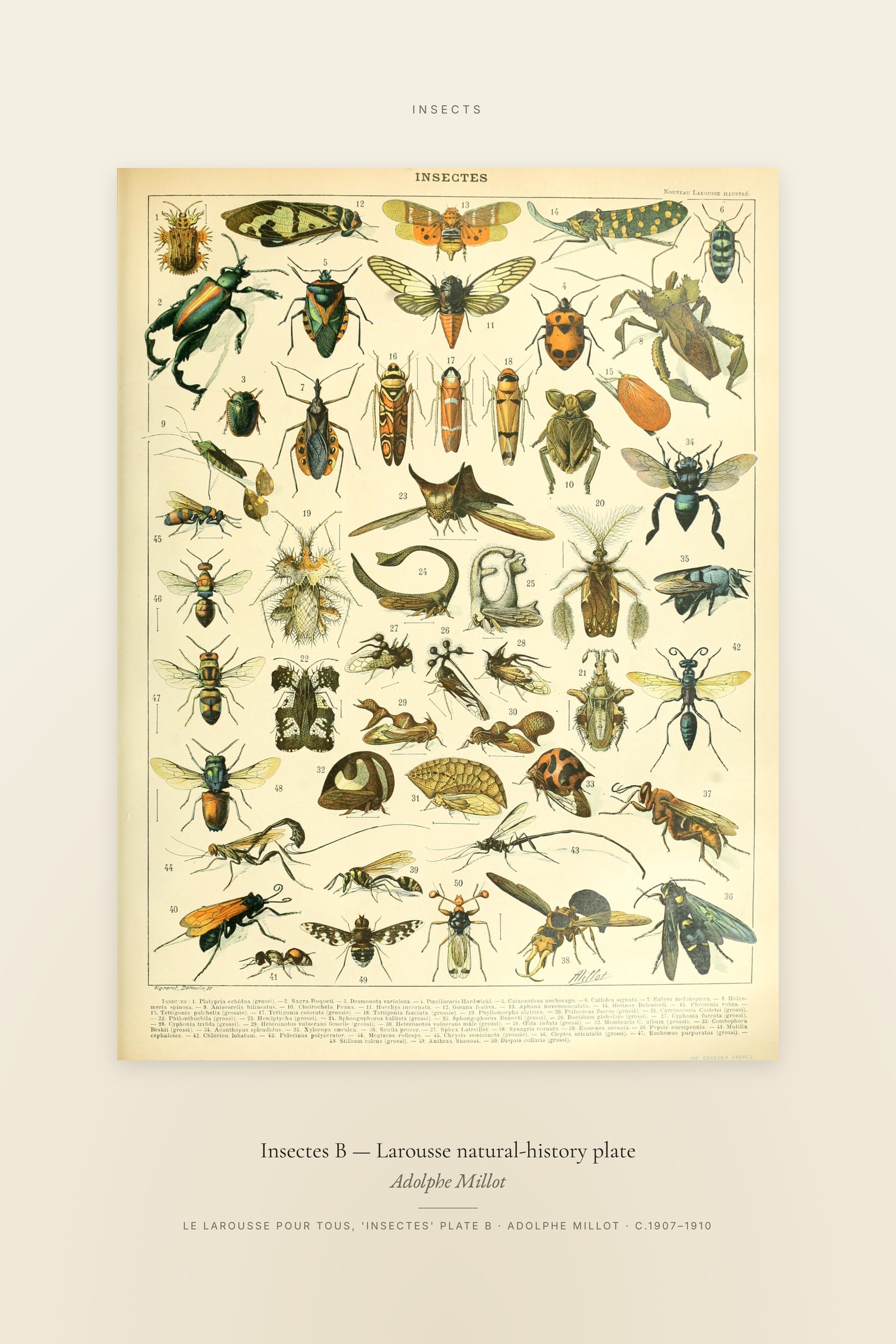 Insectes B — Larousse natural-history plate — Specimen