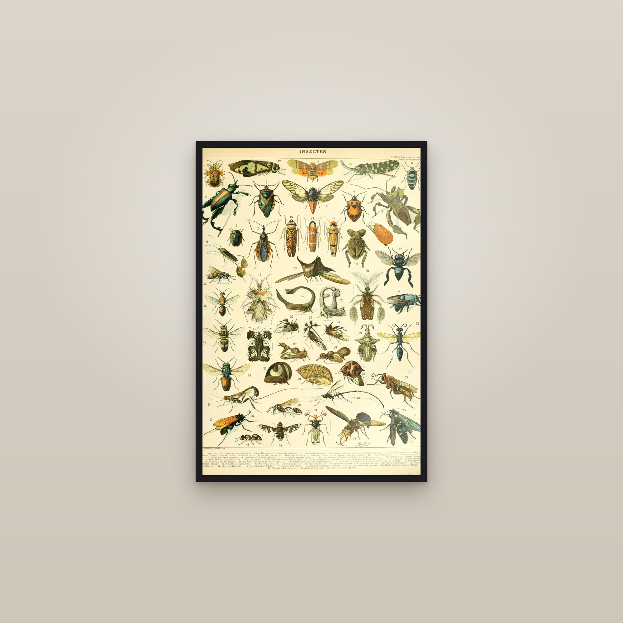 Insectes B — Larousse natural-history plate — framed in a gallery setting