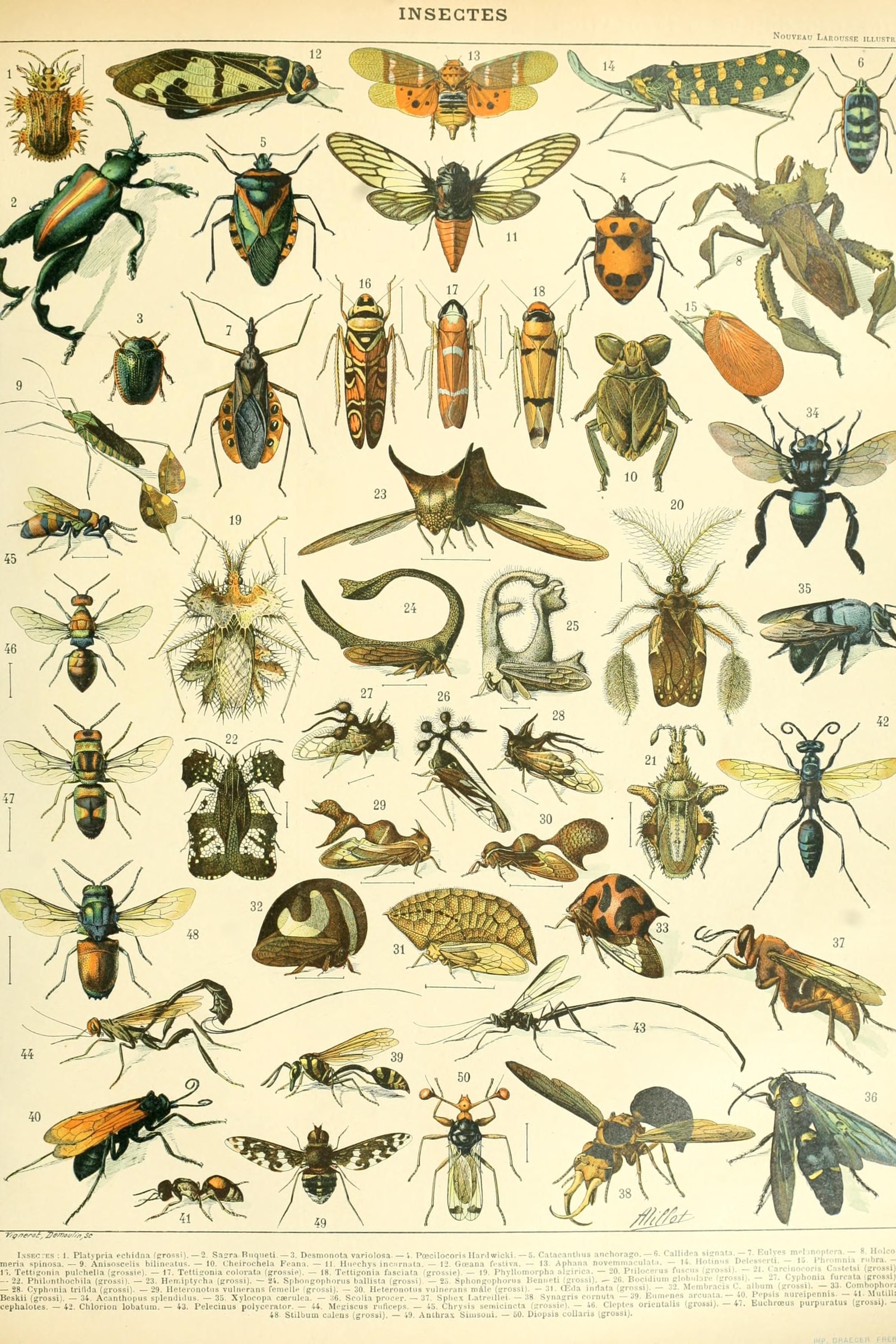 Insectes B — Larousse natural-history plate