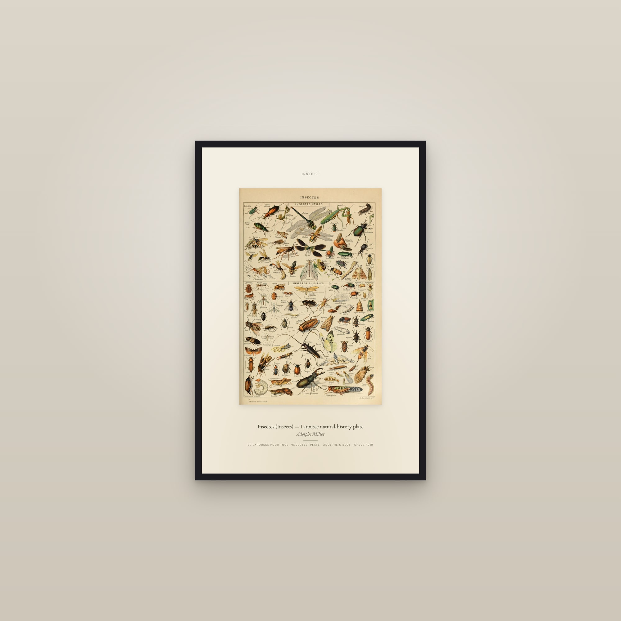 Insectes (Insects) — Larousse natural-history plate — Specimen — framed in a gallery setting