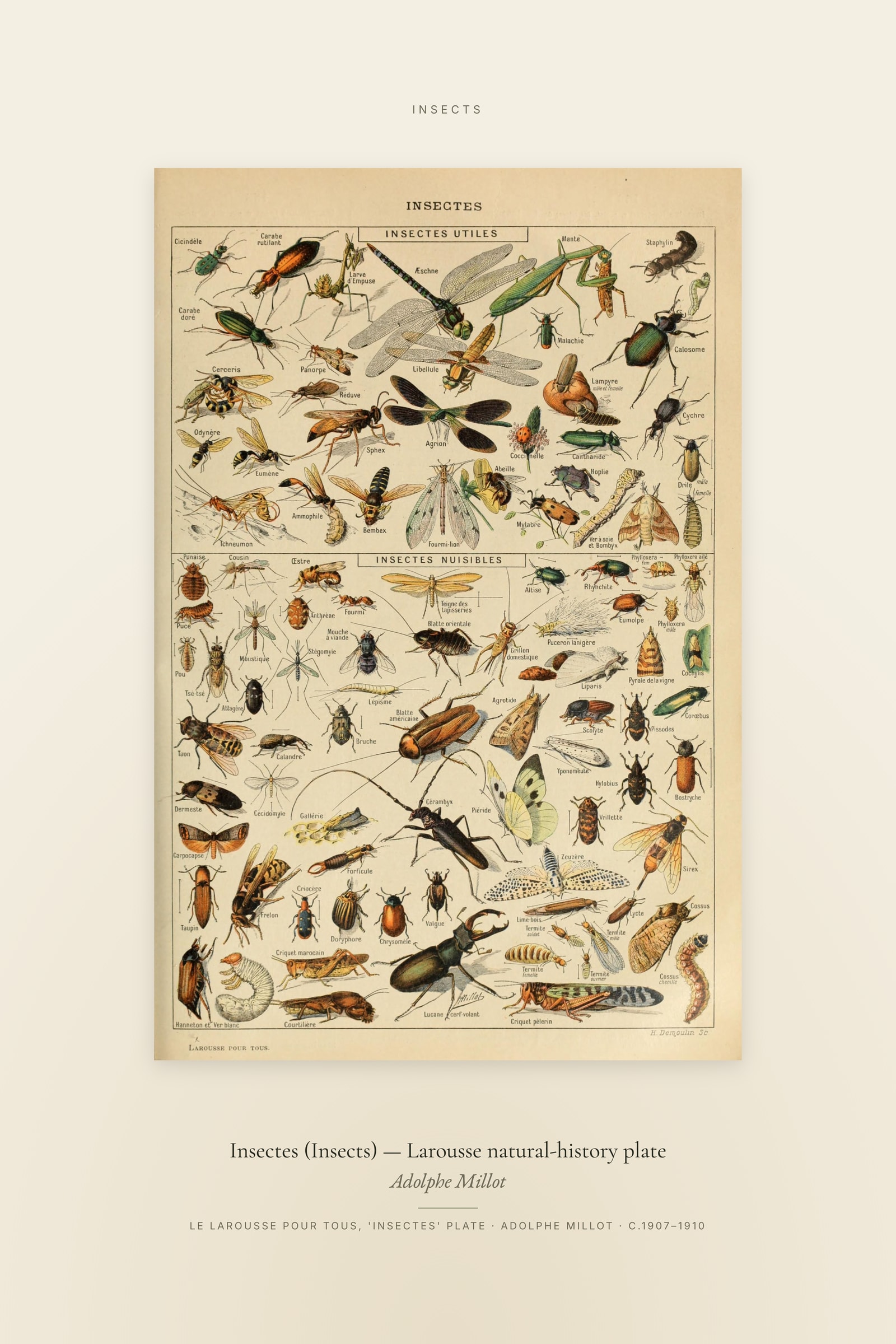 Insectes (Insects) — Larousse natural-history plate — Specimen