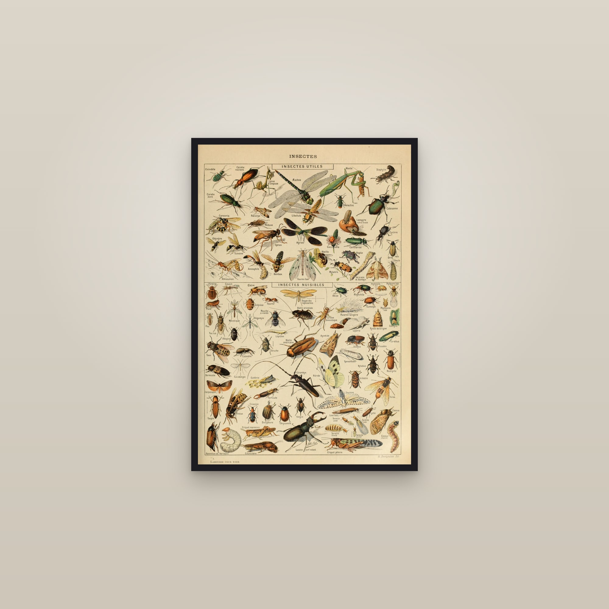 Insectes (Insects) — Larousse natural-history plate — framed in a gallery setting