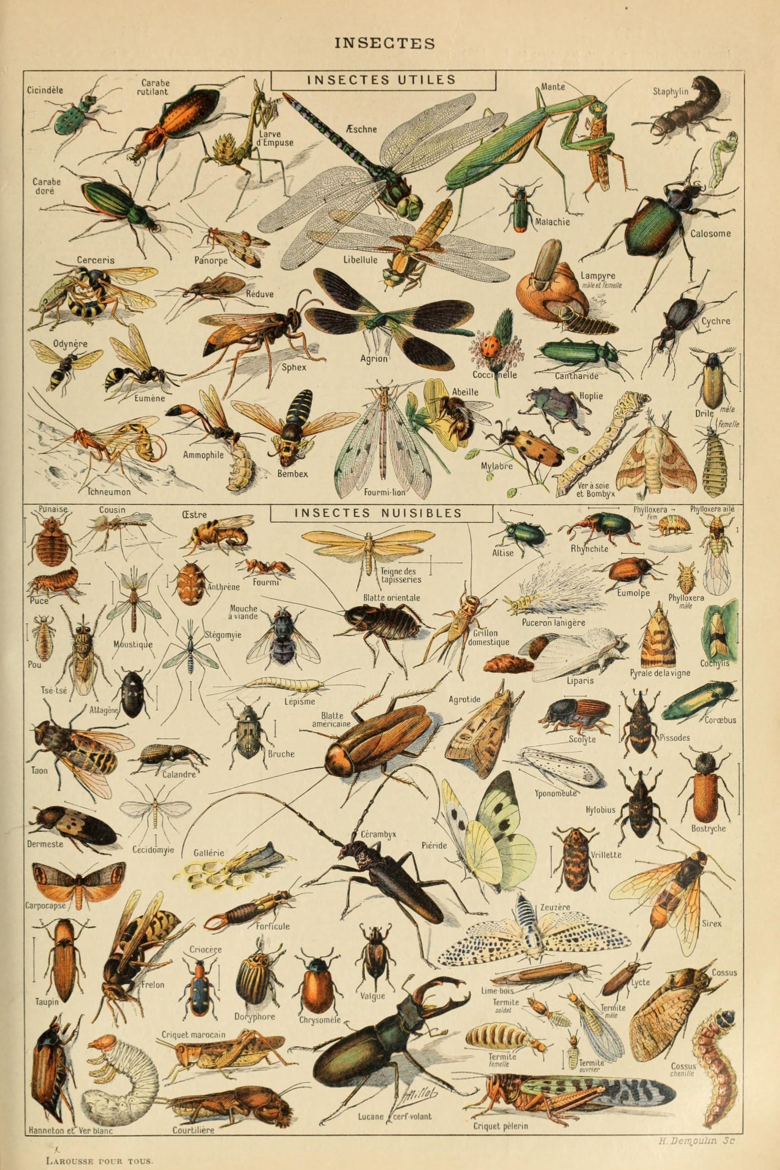 Insectes (Insects) — Larousse natural-history plate