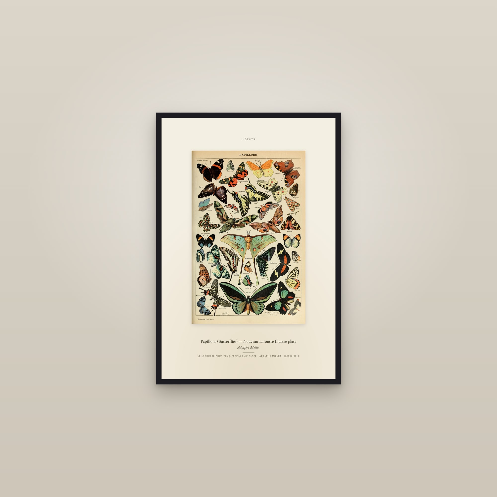 Papillons (Butterflies) — Nouveau Larousse Illustre plate — Specimen — framed in a gallery setting