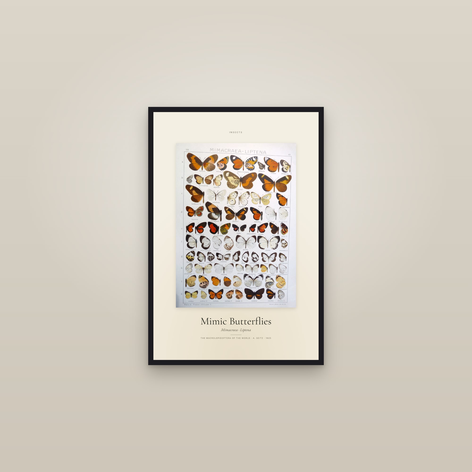 Mimic Butterflies — Specimen — framed in a gallery setting