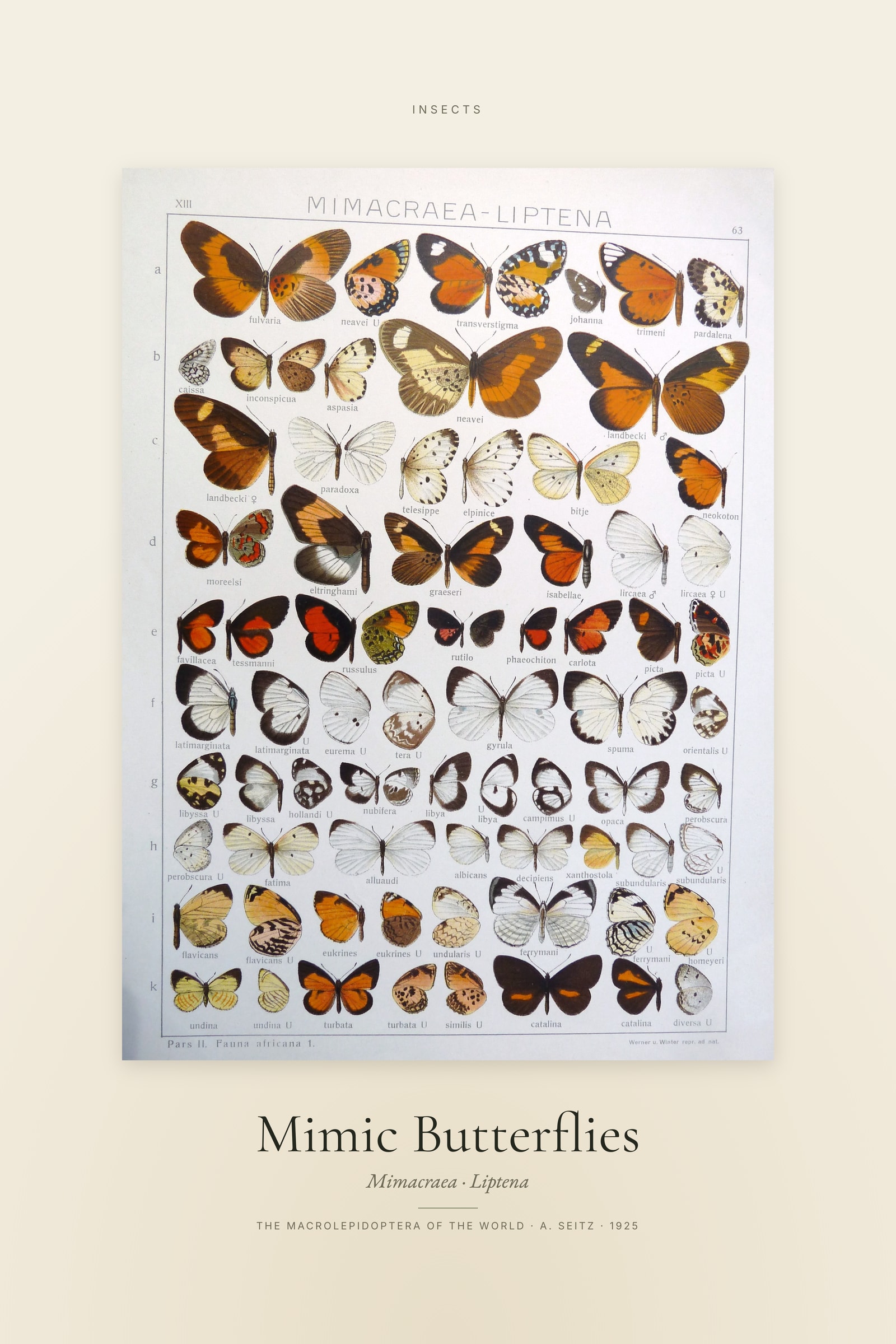 Mimic Butterflies — Specimen