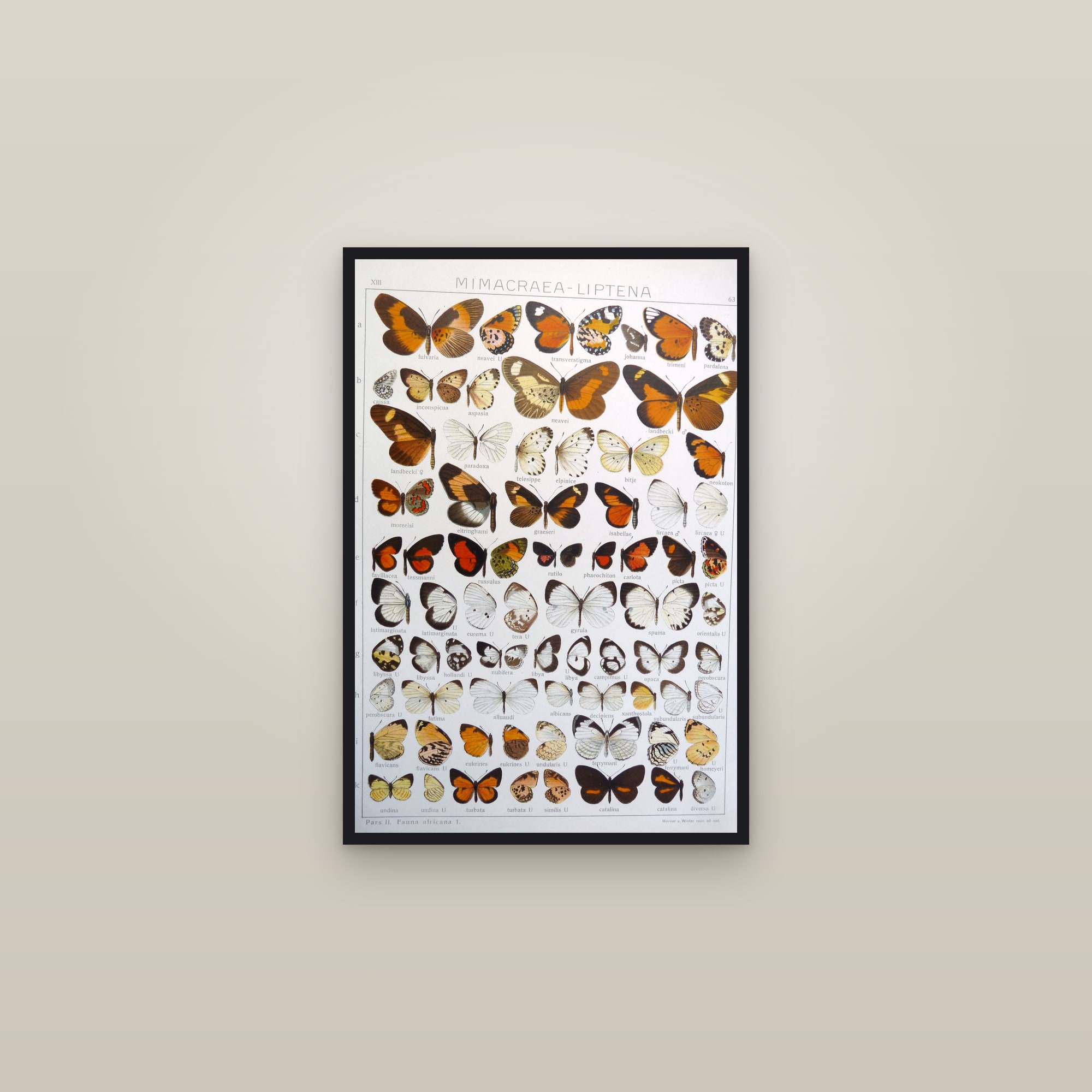 Mimic Butterflies — framed in a gallery setting