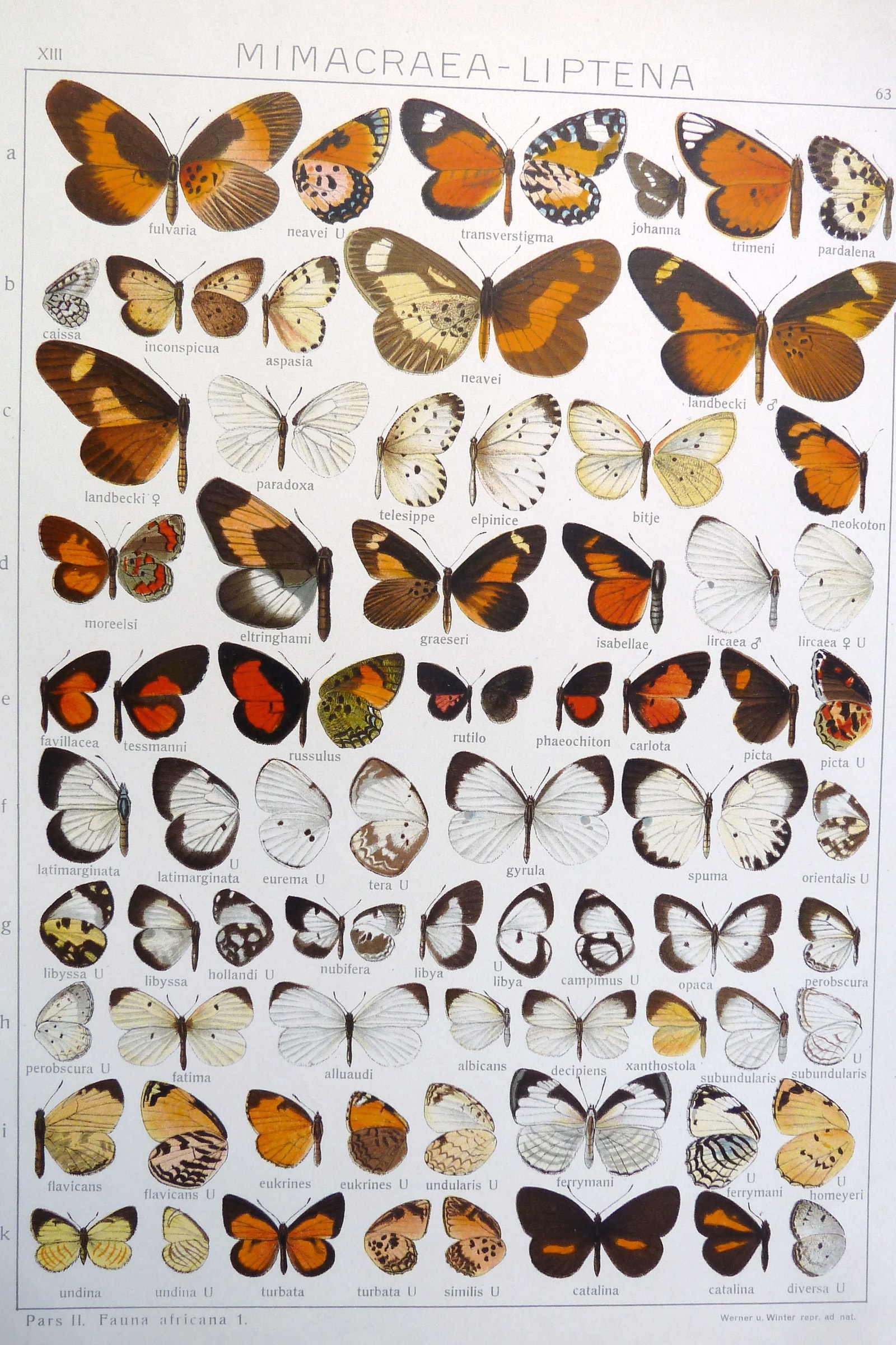 Mimic Butterflies