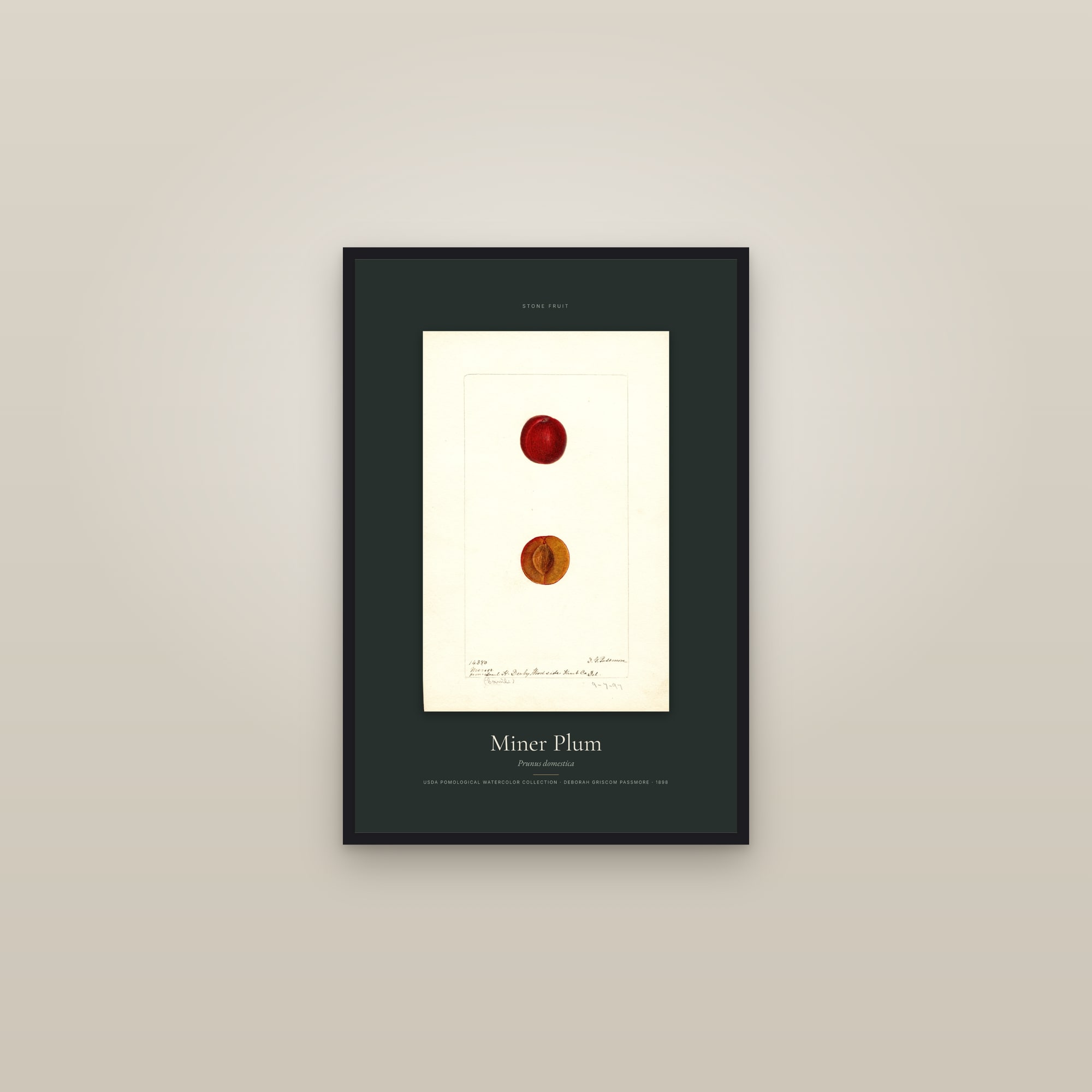 Miner Plum — Specimen — framed in a gallery setting