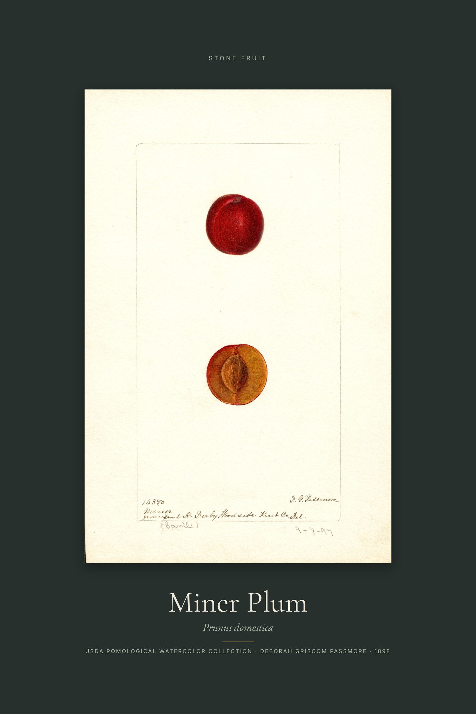 Miner Plum — Specimen