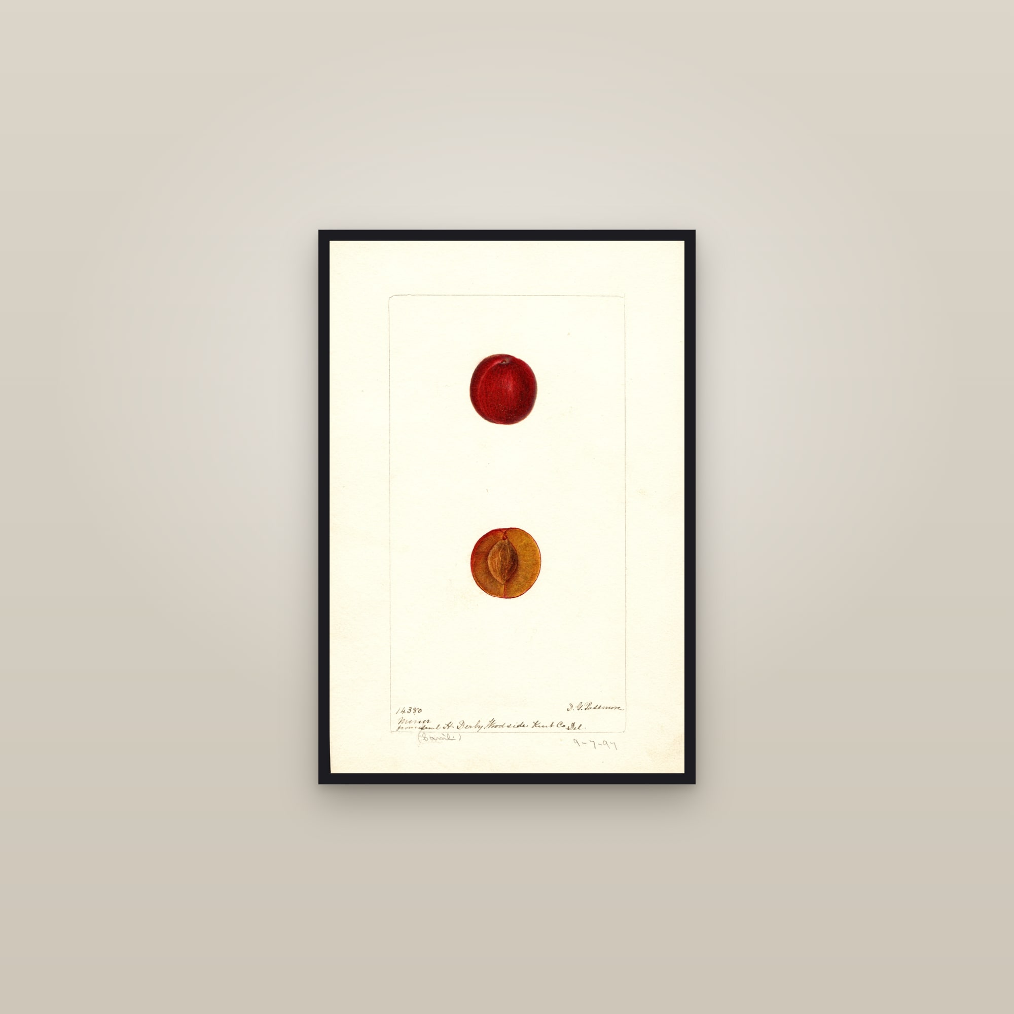 Miner Plum — framed in a gallery setting