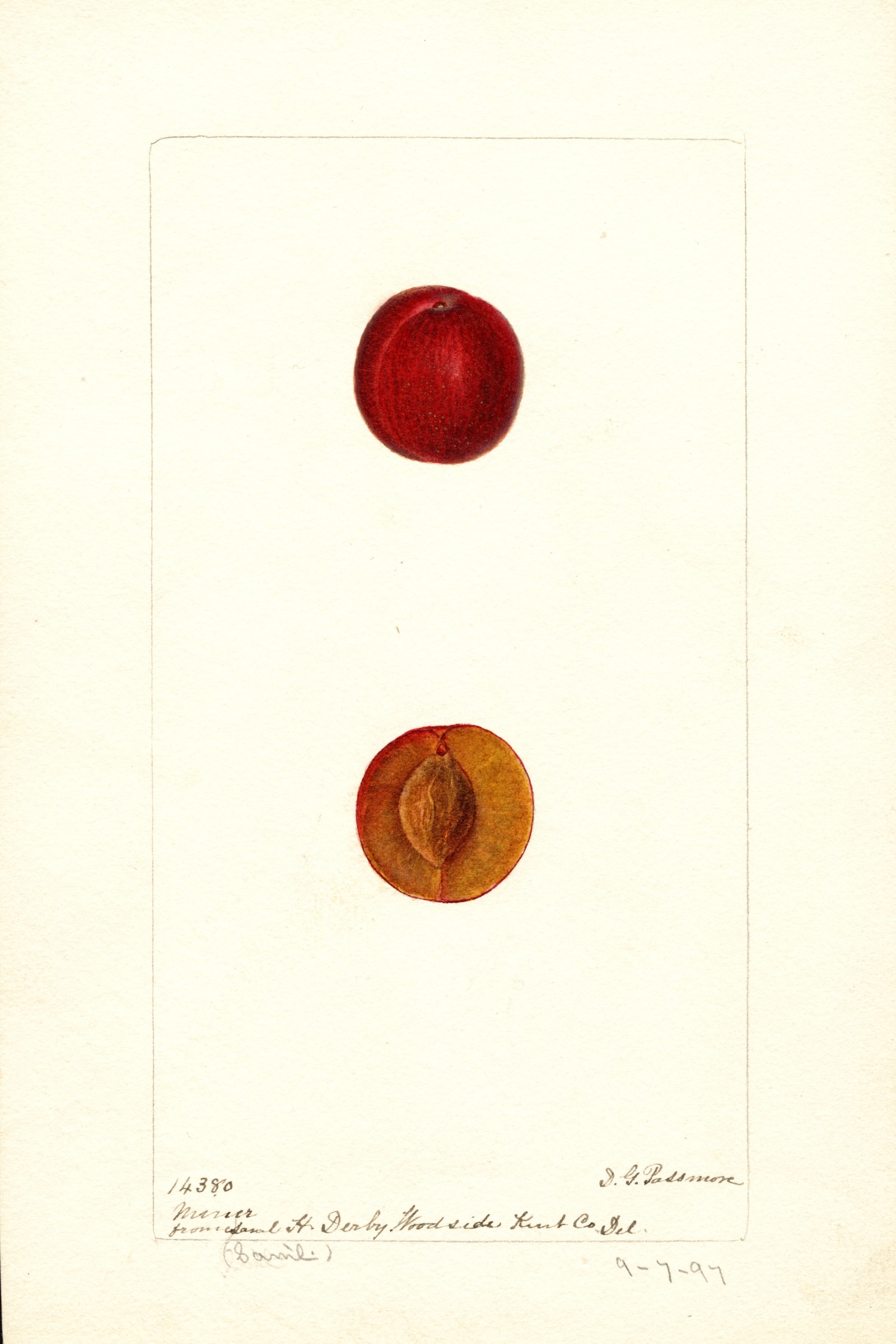 Miner Plum