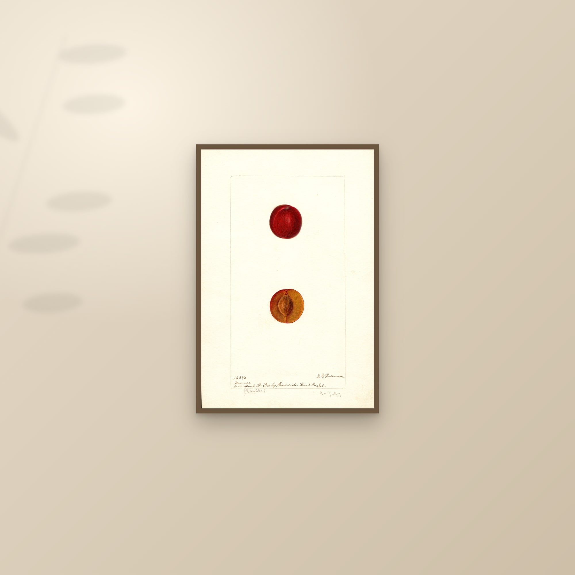 Miner Plum — framed and styled on a sunlit wall