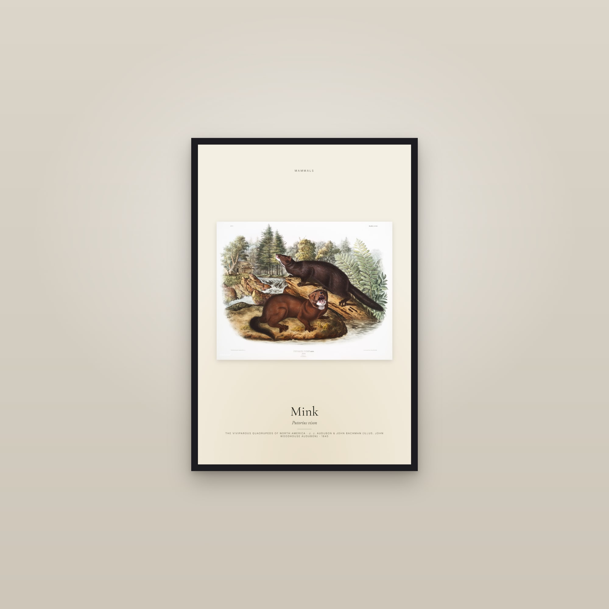 Mink — framed in a gallery setting