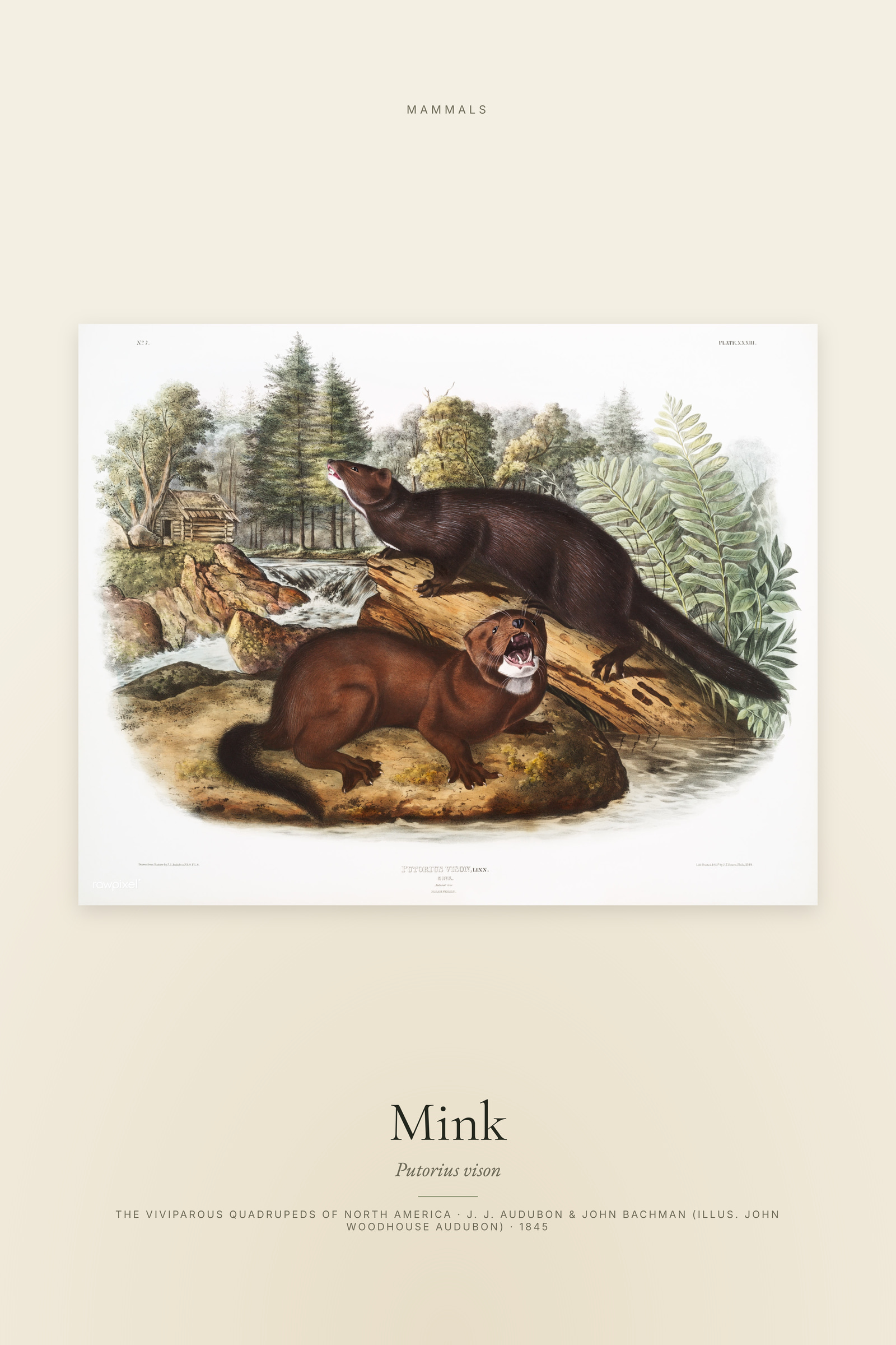Mink