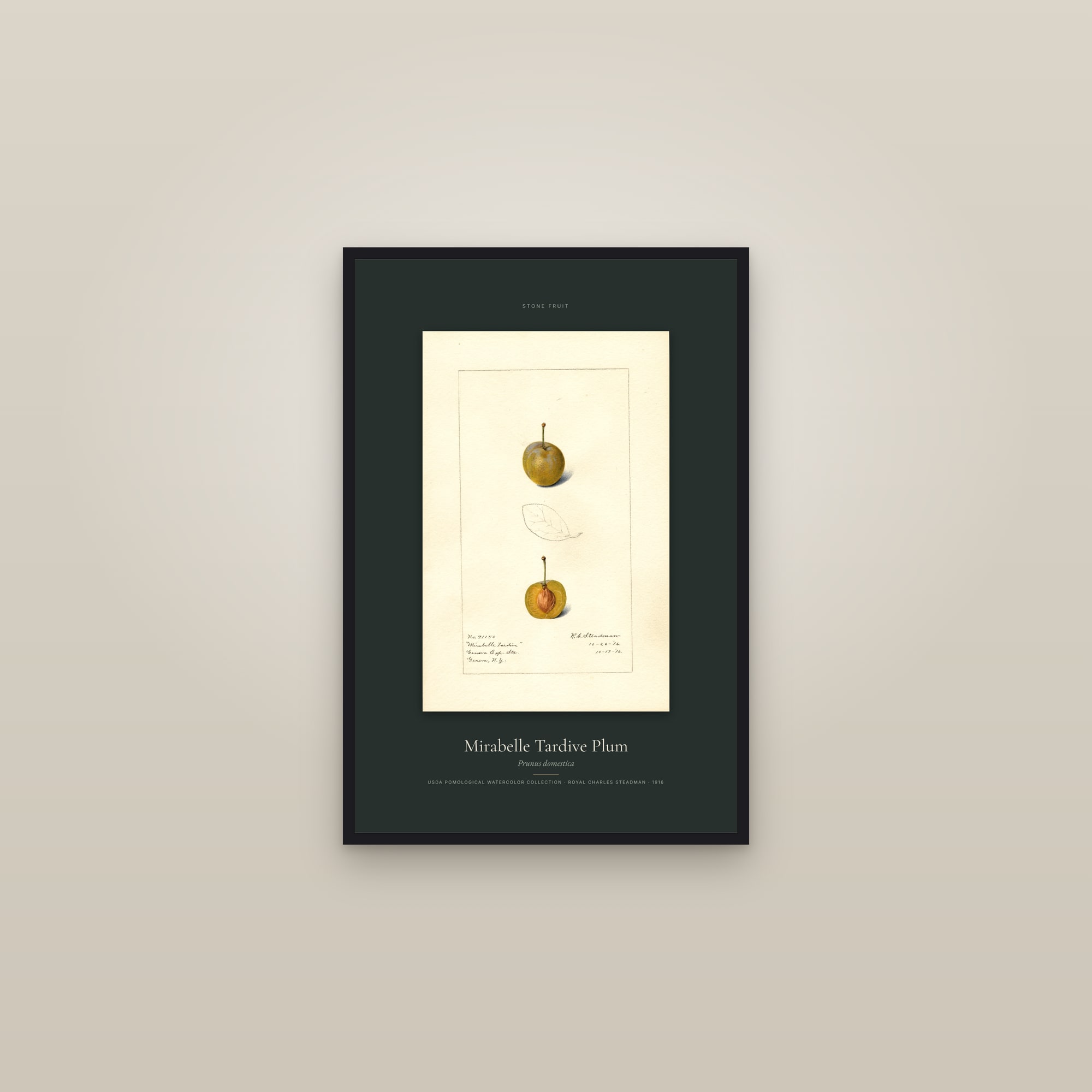 Mirabelle Tardive Plum — Specimen — framed in a gallery setting