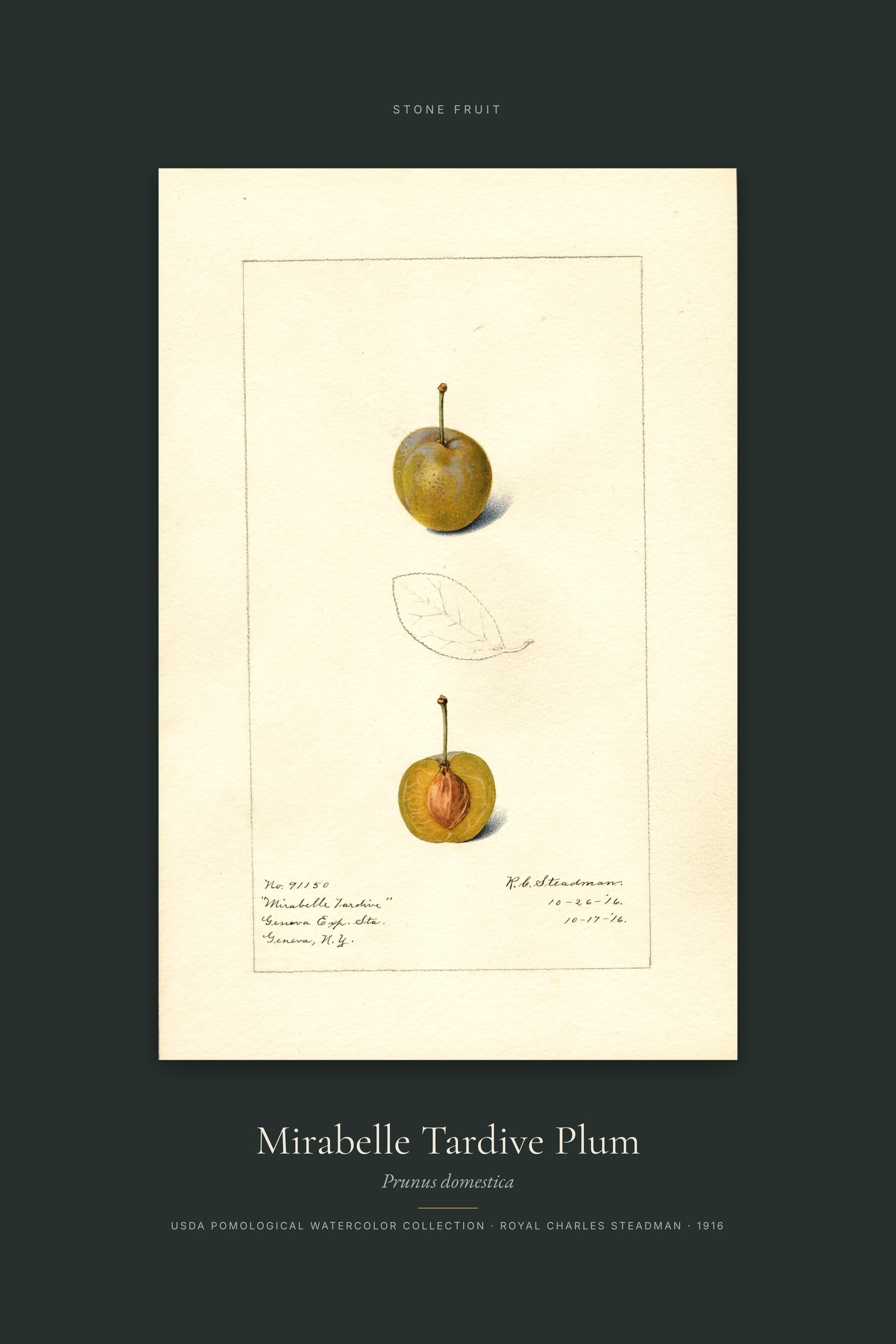 Mirabelle Tardive Plum — Specimen