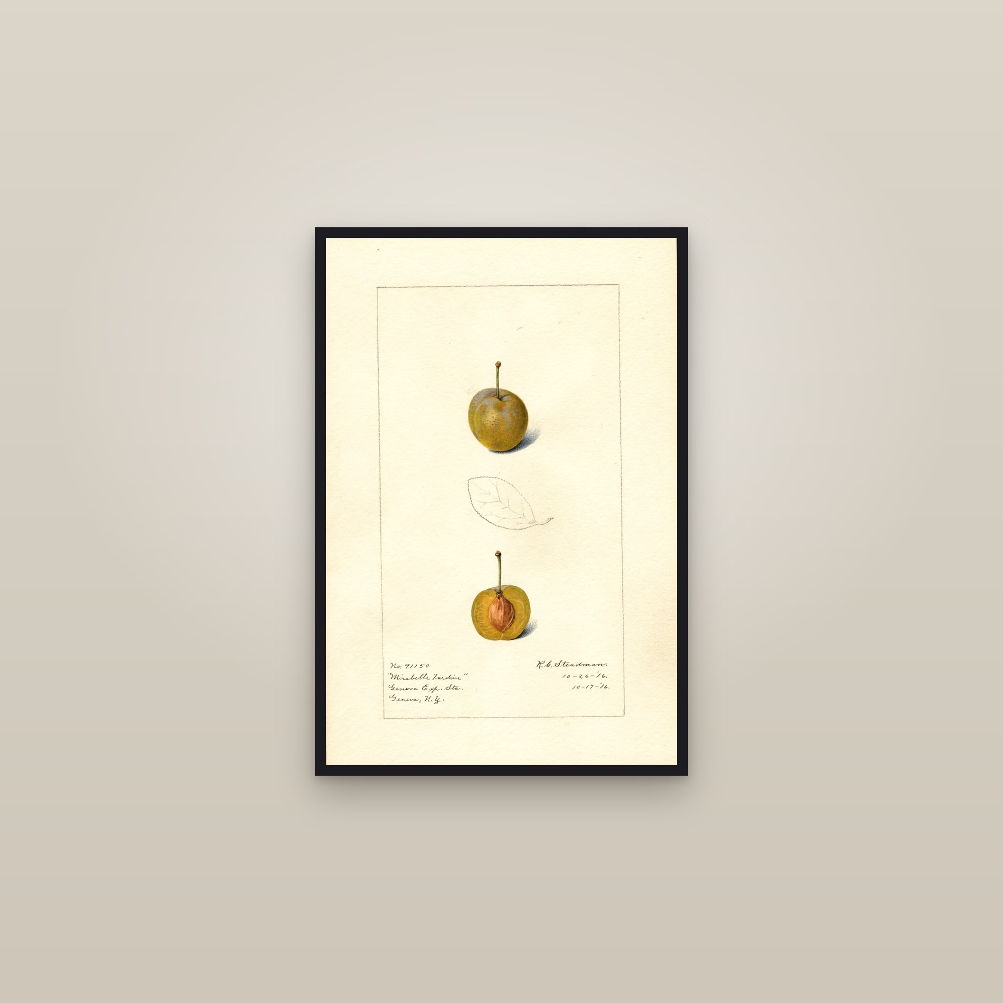 Mirabelle Tardive Plum — framed in a gallery setting