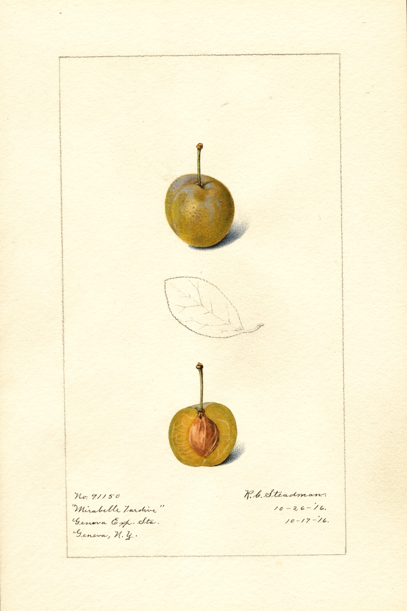 Mirabelle Tardive Plum