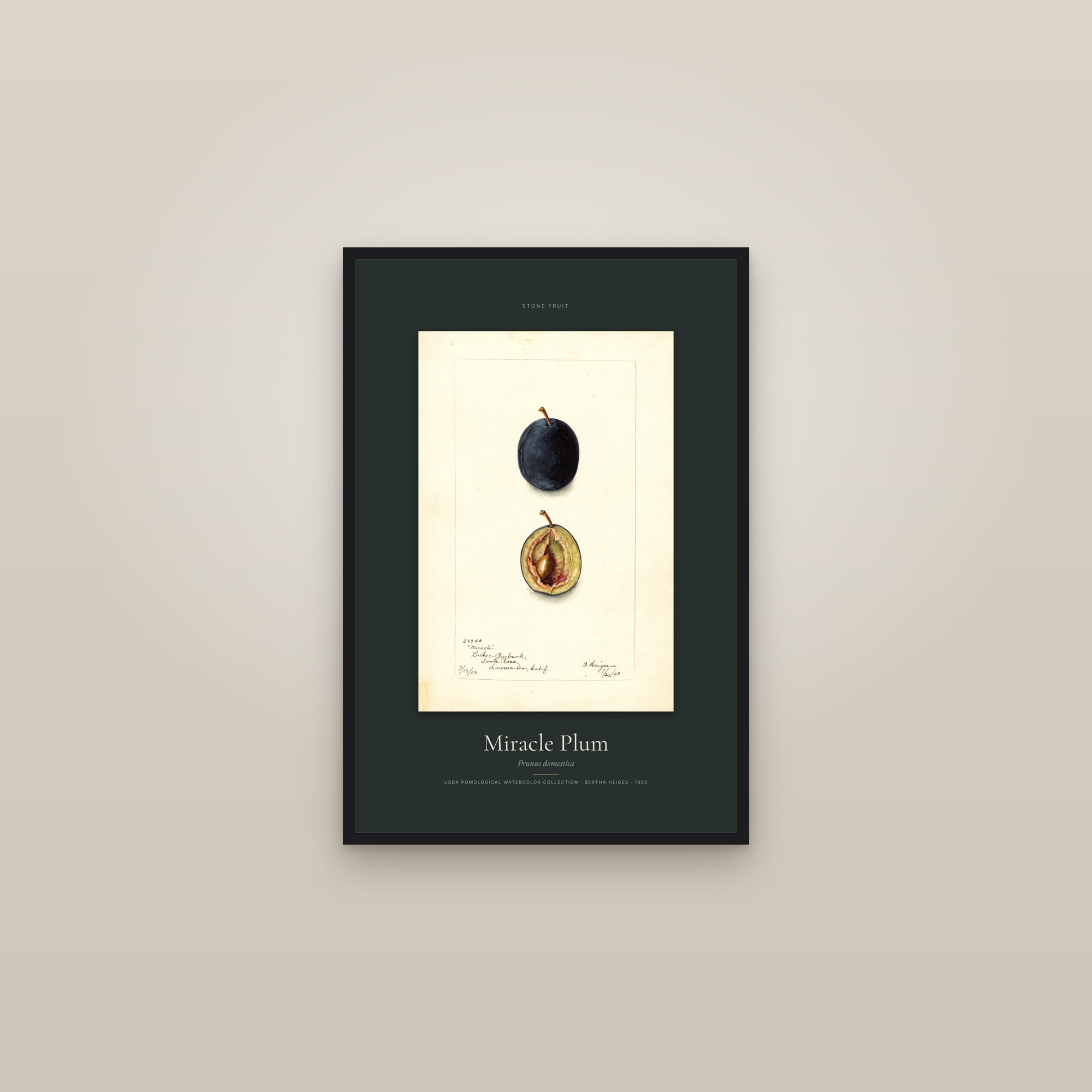 Miracle Plum — Specimen — framed in a gallery setting
