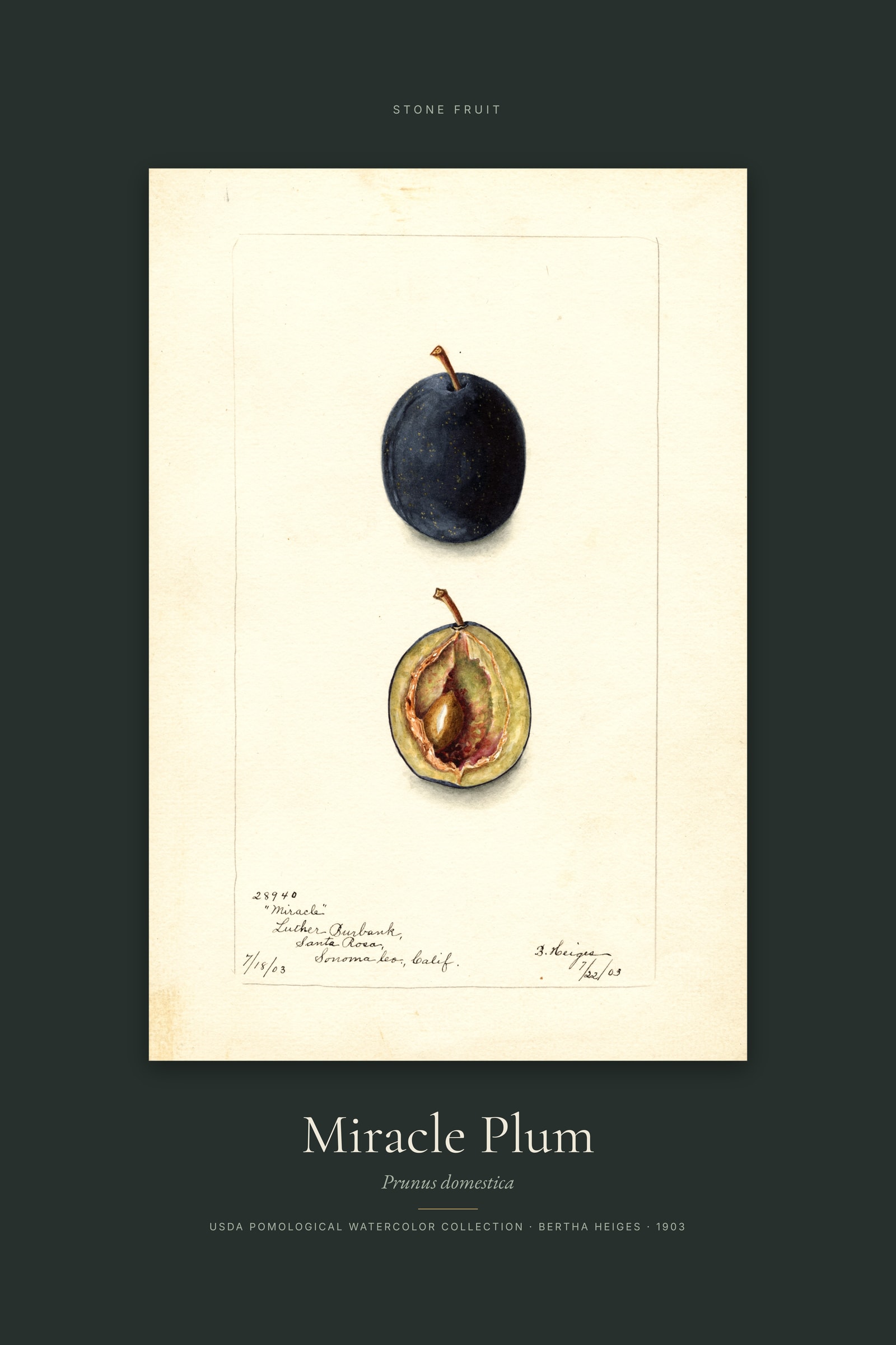 Miracle Plum — Specimen