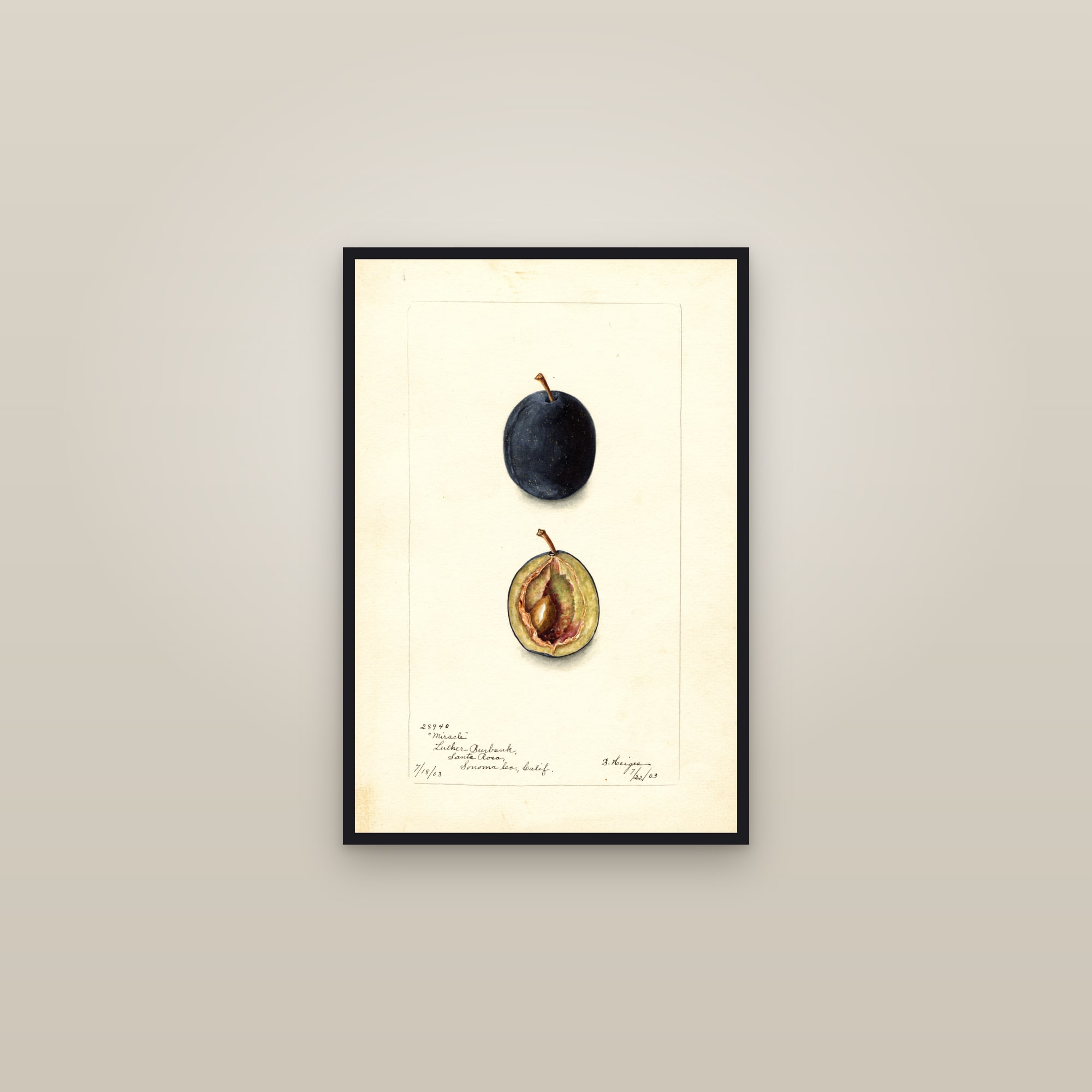 Miracle Plum — framed in a gallery setting