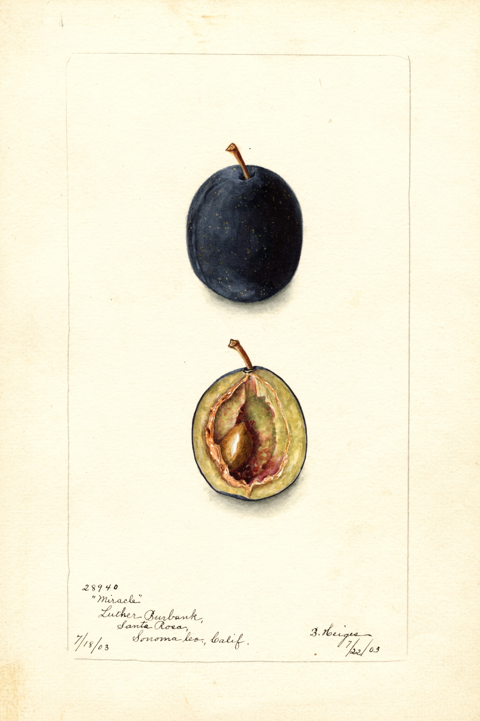 Miracle Plum