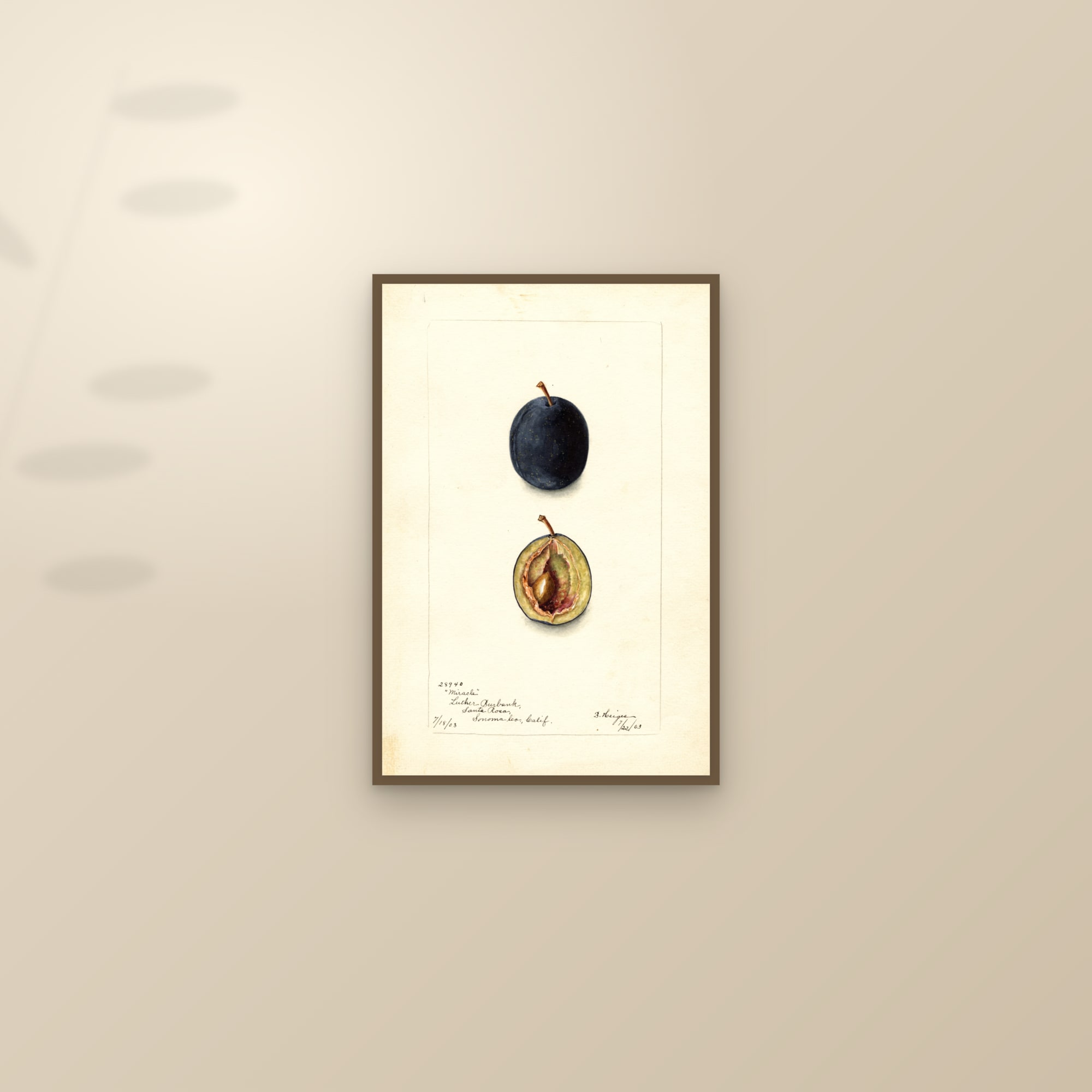 Miracle Plum — framed and styled on a sunlit wall