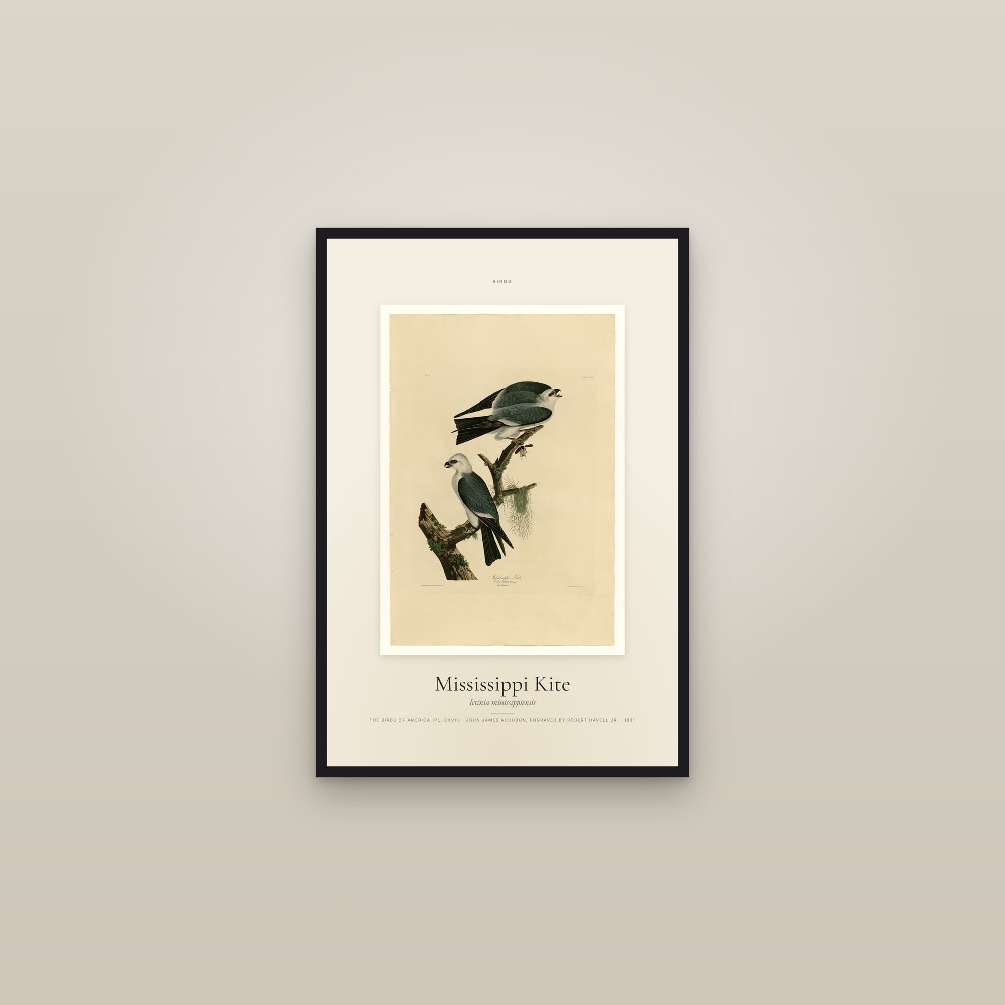 Mississippi Kite — Specimen — framed in a gallery setting