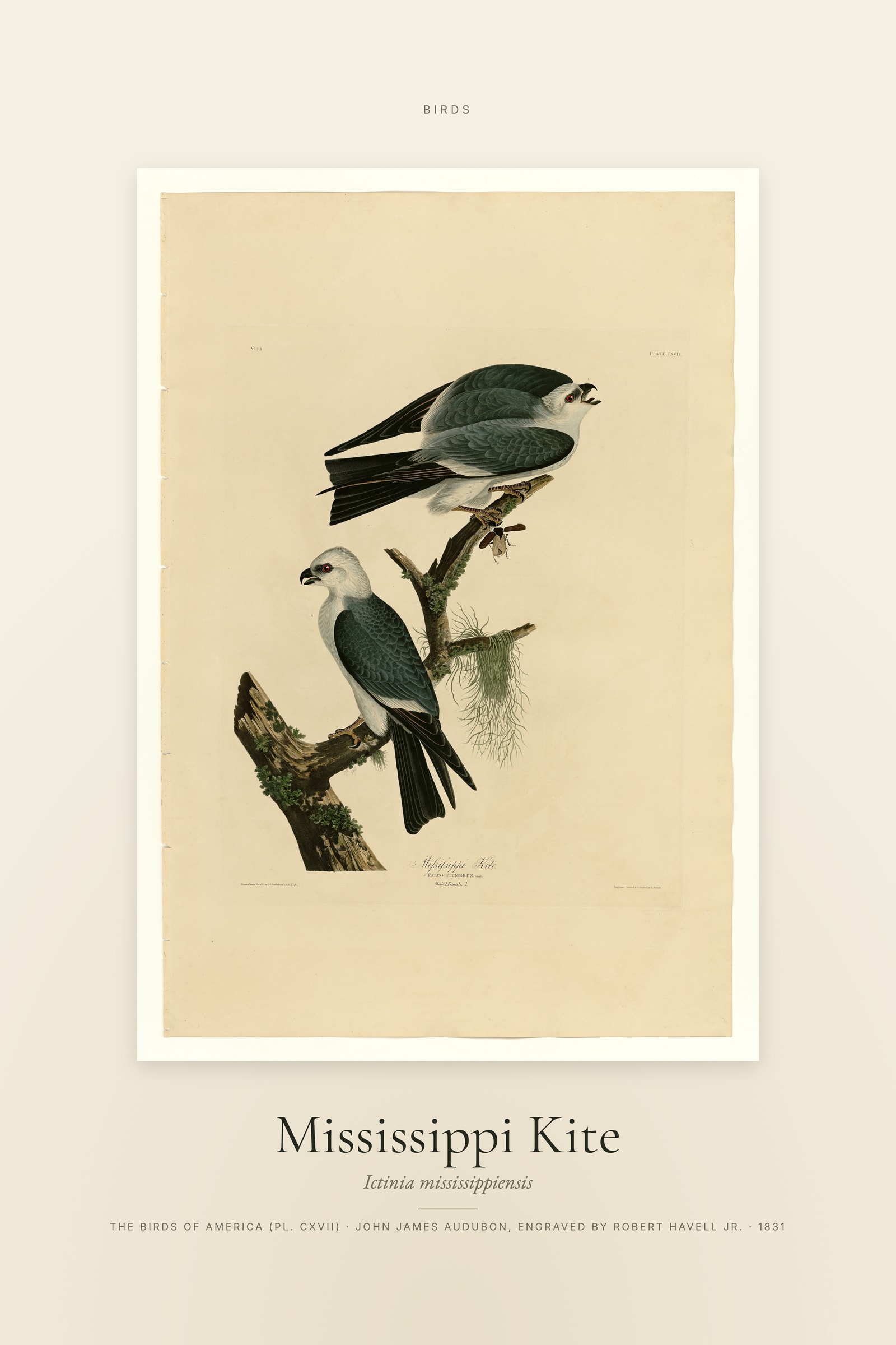 Mississippi Kite — Specimen